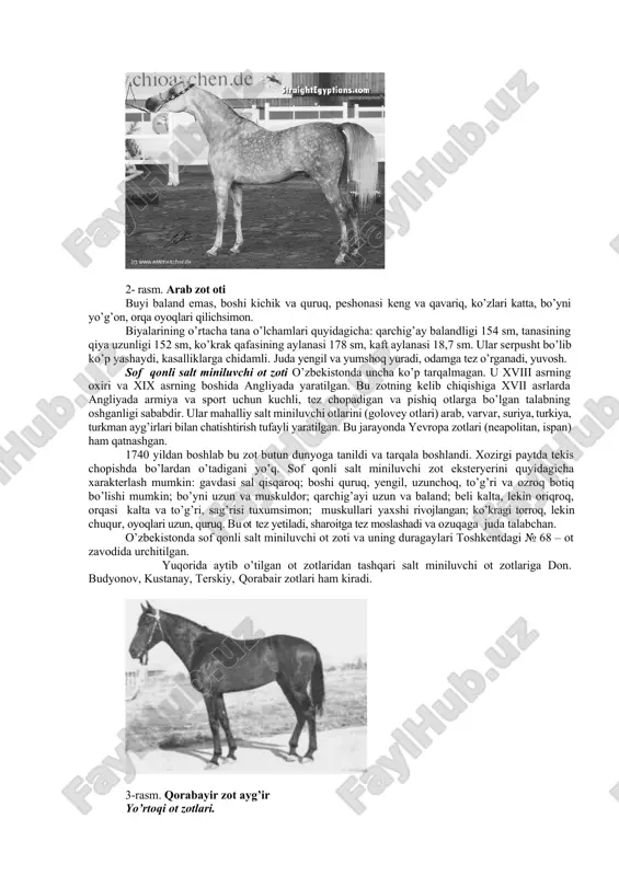 qiya uzunligi 149 sm, 20 -25 yil yashaydi. 5 yoshda voyaga yetadi. ishchanlik qobiliyati yaxshi. o’zbekistonda ko’p uchraydi. arab zotining kelib chiqishi juda qadimiy tarixiga ega. vii – viii asrlarda o’rta osiyo otlari arab otlari bilan chatishib arab sof qonli zotini yaratishda ishtirok etganlar (5-rasm). x1-x11 asrlardan boshlab arab oti bolqon yarimoroli, avstriya, germaniya, fransiya, italiya, turkiya, xindiston, xitoy va boshqa mamlakatlarda tarqalgan va qator mahalliy ot zotlarini yaratilishida qatnashgan. arab zoti rossiyaga xviii asrda keltirildi va u mahalliy ot zotlari bilan chatishtirilib orlov yo’rtoqisi, orlov salt miniluvchi, strelesk, terskiy kabi yangi zotlar yaratildi. arab otlari chiroyliligi, tanasining mutanosib tuzilganligi, zich konstitusiyaga ega bo’lganligi bilan boshqa zotlardan ajralib turadi. 2- rasm. arab zot oti buyi baland emas, boshi kichik va quruq, peshonasi keng va qavariq, ko’zlari katta, bo’yni yo’g’on, orqa oyoqlari qilichsimon. biyalarining o’rtacha tana o’lchamlari quyidagicha: qarchig’ay balandligi 154 sm, tanasining qiya uzunligi 152 sm, ko’krak qafasining aylanasi 178 …