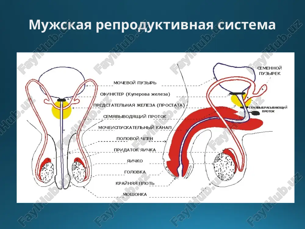 anatikov) provoditsya s primeneniem poverxnostnix visokochastotnix datchikov transrektalnoe uzi – truzi – issledovanie vnutritazovix polovix organov (semennie protoki, semennie puzirki, prostata, pereponchataya i predstatelnaya chasti mujskogo mocheispuskatelnogo kanala) rektalnim datchikom truzi pozvolyaet vizualizirovat zonalnoe stroenie prostati po raznosti exogennostey ee perifericheskoy zoni i tsentralnoy oblasti osoboe znachenie truzi imeet v kachestve sposoba navigatsii pri vipolnenii invazivnix protsedur (biopsii prostati) vnutritazovie polovie organi mojno vizualizirovat i putem transabdominalnogo skanirovaniya sonogrammi predstatelnoy jelezi: a - izobrajenie, poluchennoe s pomoshyu transrektalnogo dostupa, b - tsvetovoe kartirovanie krovotoka v jeleze 1 - perifericheskaya zona jelezi 2 - tsentralnaya zona rentgenovskaya kompyuternaya tomografiya kt pri issledovanii polovix organov pozvolyaet otsenit sostoyanie okrujayushix tkaney pri travmax i viyavit regionarnie i otdalennie metastazi pri zlokachestvennix opuxolyax v nekotorix sluchayax ispolzuyut spetsialnie metodiki, kotorie dayut bolee detalnoe prostranstvennoe predstavlenie o patologicheskom protsesse: kt-uretrografiya kt-fistulografiya - magnitno-rezonansnaya tomografiya mrt - odin iz naibolee informativnix metodov vizualizatsii polovix organov i …