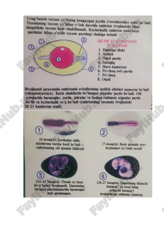 zoq tuxumning diametrlari nisbati 2ga teng bo’lib, shaklining indeksi 50% ga yaqin keladi. aylana metrlarining nisbatini aniqlash uchun shtangentsirkul bilan tuxumning katta va kichik diametrlari o’lchanadi va ularning nisbati hisoblab chiqariladi. tuxum shaklining indeksini aniqlash uchun maxsus asbob-indeksomer im-1dan foydalaniladi. tuxum po’chog’i toza va silliq,chatnamagan, o’sinqisiz va chuqurchasiz bo’ladi. po’chogining tiniq rangi mutsin pardasining buzilmaganligidan va tuxumning nisbatan yangiligidan darak beradi. noto’ri shakldagi, po’chog’i shikastlangan yoki kirlangan, shu bilan birga ikkita sariqlikka ega bo’lgan tuxum inkubatorda ochirish uchun yaroqsizdir.yuqorida ko’rsatilgan nuqsonlar birgina inkubatsiyaga yaroqsizligina emas, balki oziq-ovqat sifatida iste’mol qilishda tovar sifatini ham yomonlashtiradi.shu sababli parrandachilik xo’jaliklarida shakli va po’chog’ning rangi bir xil, sirti toza, tekis va sinmagan tuxum yetishtirishga harakat qilinadi. tuxumni saqlash davrida uning ichidagi moddalarning bug’lanishi natichasida havo bo’shlig’i kattalashadi. yangi tuxumda uning balandligi 3mm, diametri 17mm bo’ladi. ikki haftadan ortiq saqlangan tuxumda havo bo’shlig’ining balandliga 7mm va diametric 25-30mm gacha kattalashadi. ovoskopda ko’rilganda havo bo’shligining chegarasini …