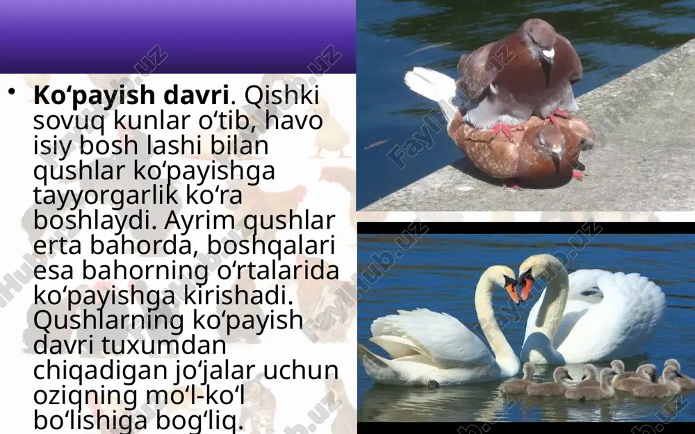 xumning tuzilishi. qushlar ning tuxumi yirik bo‘ladi. tuxum markazida suyuq sariqlik bor, sariqlikni suyuq oqsil o‘rab turadi. sariqlik ikki tomondagi kanopcha yordamida tuxum po‘chog‘iga osilib turadi. murtak sariqlik sirtida joylashgan. qush tuxum bosib yotganida tuxumlari bir me’yor da isishi uchun ularni oyog‘i bilan dam-badam aylantirib turadi. tuxum aylanganida sariqlik ham aylanganidan, murtak doimo sariqlik ustida, ya’ni qush tanasi yaqinida turadi. jo‘ja ochadigan va jish bola ochadigan qushlar. qirg‘ovul, bedana, o‘rdak, g‘oz va tovuq larning tuxumdan chiqqan jo‘ jalarining tanasi par bilan qoplangan va ko‘zi ochiq bo‘la di; jo‘jalar ko‘p o‘tmay onasi or qa sidan yugurib ketadi. ular jo‘ja ochadigan qushlar deyiladi. kaptar, qaldirg‘och, chum chuq, qarg‘a, musicha, laylak hamda barcha yirtqich qushlarning tuxumdan chiqqan jo‘ ja la ri ning ko‘zi yumuq, quloq teshigi yopiq; yalang‘och tanasi siyrak mayin parlar bilan qoplangan bo‘ladi. ularni ota-ona qushlar boqadi. bunday qushlar jish bola ochadigan qushlar de yiladi. nasliga g‘amxo‘rlik qilish. qushlarning nasliga g‘amxo‘rlik …