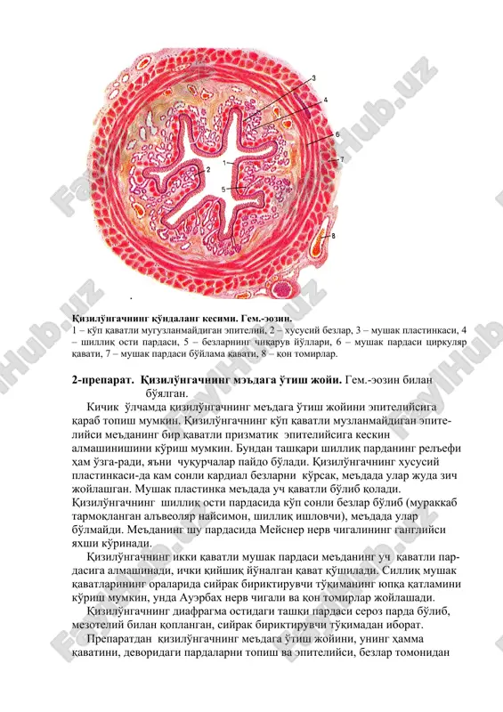 iktiruvchi to'qimada aurbax vegetativ nerv chigalining tugunlarini ko'rish mumkin. tashqi parda (adventitsial) qon tomirlarga va nerv tolalariga boy bo'lgan siyrak biriktiruvchi to'qimadan hosil bo'ladi. bu parda atrofdagi birik-tiruvchi to'qima bilan aniq chegaralanmagan. preparatdan qizilo'ngach devorining hamma pardalarini va ularning qavatlarini, xususiy bezlarini, ularning chiqaruv naylarini, nerv tugunla-rini qon tomirlarni topish va ko'rsatish. preparatni chizish va belgilash: i - shilliq parda: 1) ko'p qavatli yassi mo'guzlanmaydigan epiteliy, 2) xususiy plastinka, 3) mushak plastinkasi, ii - shilliq osti qavati: 4) xususiy bezlar, 5) qon tomirlar, iii - mushak parda: 6) ichki aylana qavat, 7) tashqi bo'ylama qavat, 8) nerv tuguni, iv - adventitsial parda. qizilo'ngachning qo'ndalang kesimi. gem.-eozin. 1 – ko'p qavatli muguzlanmaydigan epiteliy, 2 – xususiy bezlar, 3 – mushak plastinkasi, 4 – shilliq osti pardasi, 5 – bezlarning chiqaruv yo'llari, 6 – mushak pardasi tsirkulyar qavati, 7 – mushak pardasi bo'ylama qavati, 8 – qon tomirlar. 2-preparat. qizilo'ngachning me'daga o'tish …