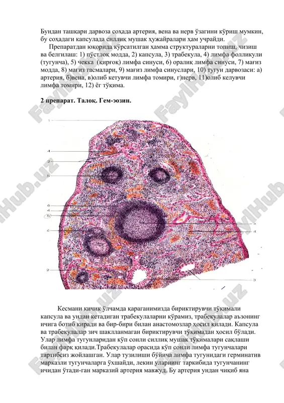 'iz modda, 8) mag'iz tasmalari, 9) mag'iz limfa sinuslari, 10) tugun darvozasi: a) arteriya, b)vena, v)olib ketuvchi limfa tomiri, g)nerv, 11)olib keluvchi limfa tomiri, 12) yog to'qima. 2 preparat. taloq. gem-eozin. kesmani kichik o'lchamda qaraganimizda biriktiruvchi to'qimali kapsula va undan ketadigan trabekulalarni ko'ramiz, trabekulalar a'zoning ichiga botib kiradi va bir-biri bilan anastomozlar hosil qiladi. kapsula va trabekulalar zich shakllanmagan biriktiruvchi to'qimadan hosil bo'ladi. ular limfa tugunlaridan ko'p sonli silliq mushak to'qimalari saqlashi bilan farq qiladi.trabekulalar orasida ko'p sonli limfa tugunchalari tartibsiz joylashgan. ular tuzilishi bo'yicha limfa tugunidagi germinativ markazli tugunchalarga o'xshaydi, lekin ularning tarkibida tugunchaning ichidan o'tadi-gan markaziy arteriya mavjud. bu arteriya undan chiqib yana shoxlanadi va kapil-lyar qon tomirlarni hosil qiladi. limfa tugunchalar oq pulpa tarkibiga kiradi. t-tobe soha oq pulpaning markaziy arteriyasi atrofida joylashgan (periarterial soha).tugunchalar va trabekulalar orasida qizil pulpa joy-lashgan, uning tarkibiga ko'plab erkin qon shaklli elementlarini saqlovchi retikulyar to'qima, qon tomirlar, xususan, qon deposini amalga …