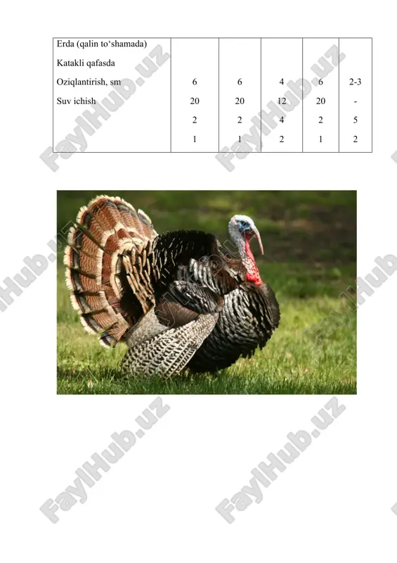 hi, % 80-82 86-88 - 5 oylikda tirik vazni, kg xo‘rozi (erkaklari) 12 8,6 18 makiyoni (urg‘ochilari) 7,6 5,4 6-10 1 kg qo‘shimcha tirik vazn olish uchun oziqa sarfi, kg - - 2,4-2,7 1 kg qo‘shimcha tirik vazn olish uchun oziqa sarfi, kg - - 2,9-3,3 1-180 kunlikkacha bo‘lgan kurka jo‘jalari uchun to‘la qiymatli omixta emning namunali retsepti. tarkibi yoshi, kunlik 1-30 31-90 91-120 121-180 makkajo‘xori (yorma) 26 40 57 34 bug‘doy (yorma) 17 20 5 36 kungaboqar shroti (soya) 20 13 15 baliq uni 12 10 7 - moyi olingan quruq sut 6 - - - gidroliz achitqisi 9 6 5 3,2 o‘t uni 7 7 8 15 chig‘anoq (izvestnyak) 3 2,7 2,6 1,8 suyak uni - 1 - 3 osh tuzi - 0,3 0,4 1 omixta em 100 g. alm energiya kkal 280,7 285,9 295,8 270,8 xom oqsil, % 27,9 22 20,2 14,5 xom klechatka, % 6,3 5,7 …
