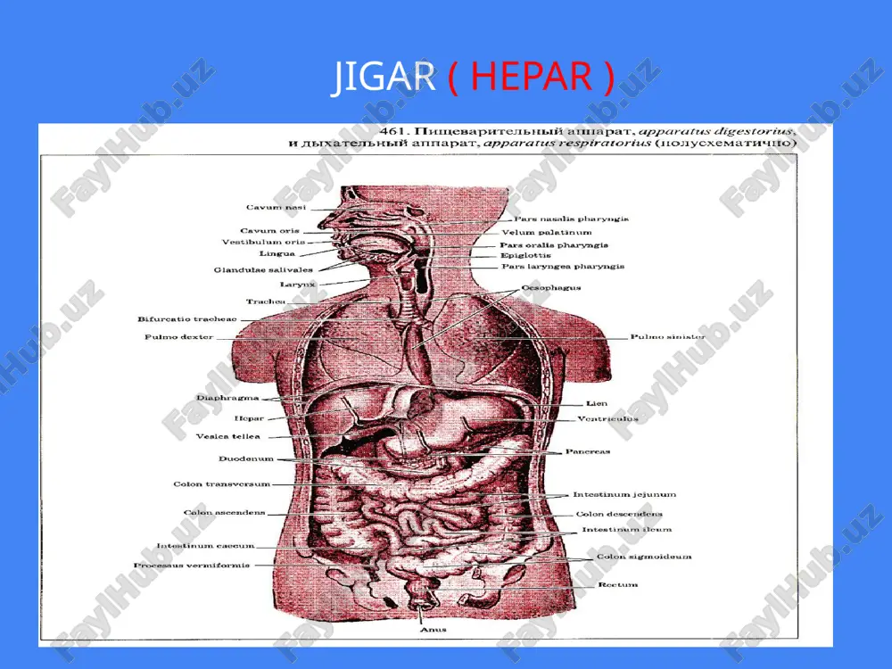 venaning egati (sulcus venae cavae) yotadi. o’ng va chap sagittal egatlar o’zaro ko’ndalang egat-jigar darvozasi(porta hepatis) vositasida qo’shiladi. jigar darvosidan jigarning darvoza venasi, jigarning xususiy arteriyasi va nervlar kiradi. jigardan esa jigar o’t yo’li va limfa tomirlar chiqadi. jigarning visseral yuzasida o’ng bo’lakdan kvadrat va dumli bo’laklar ajratiladi. kvadrat bo’lak (lobus quadratus) jigar darvozasi oldida o’t pufagi chuqurchasi va yumaloq boylam yorig’i o’rtasida, dumli bo’lak (caudatus) jigar darvozasining orqasida, pastkikavak venaning egati va vena boylami joylashgan yoriq o’rtasida joylashgan. bu bo’lakning ikkita o’simtasi bo’lib, birinchisi dumli o’simta(processus caudatus) o’ng bo’lakka birikkan. ikkinchisi so’rg’ichsimon o’simta ( processus papillaris) oldinga yo’nalib igar darvosiga tegib turadi. jigarning visseral yuzasida ichki azolarning tegib turishidan botiqliklar hosil bo’lgan. uning chap bo’lagidan oshqozon botig’i (impressio renalis), undan chaproqda o’ng buyrak usti bezi botig’i (impressio suprarenalis), pastki qirraga yaqinroqda chambar ichak botig’i (impresio colica) joylashgan. jigarning azolarga qaragan yuzasida o’ng buyrakka (lig, hepatorenale), 12barmoq ichakka-lig, hepatoduodenale va …