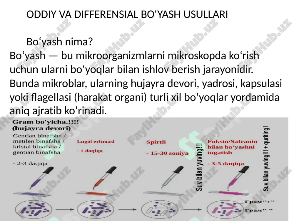 ). safranin bilan 30 soniya bo‘yaladi. natija: gram-musbat bakteriyalar — siyohrang (binafsha) gram-manfiy bakteriyalar — pushti yoki qizil ahamiyati: bakteriyalarni klinik diagnostikada, antibiotiklarga sezuvchanligini aniqlashda muhim rol o‘ynaydi. 2. tsil–nilsen (ziehl–neelsen) usuli maqsadi: kislota-barqaror bakteriyalarni (masalan, sil qo‘zg‘atuvchisi mycobacterium tuberculosis) aniqlash. bo‘yoqlar: karbol fuksin kislota-spirt aralashmasi (yuvuvchi) metilen ko‘k (kontrast) natija: kislota-barqaror bakteriyalar — qizil boshqa bakteriyalar — ko‘k 3. kapsulani bo‘yash maqsadi: bakteriyaning kapsulasi mavjudligini ko‘rsatadi (masalan, klebsiella pneumoniae). bo‘yoqlar: nigrozin yoki hind siyohi — fonni bo‘yaydi safranin — hujayrani bo‘yaydi natija: kapsula — ranglanmaydi (atrofida tiniq halo ko‘rinadi). hujayra — bo‘yalgan, fon esa qora yoki kulrang. 4. spora bo‘yash (schaeffer–fulton usuli) maqsadi: sporaga ega bakteriyalarni aniqlash (masalan, bacillus, clostridium). bo‘yoqlar: malaxit yashili — sporani bo‘yaydi safranin — vegetativ hujayrani bo‘yaydi natija: spora — yashil hujayra — qizil 5. flagella (junjik) bo‘yash maqsadi: bakteriya harakat organi — flagellalarni ko‘rsatish. bo‘yoqlar: tannatli bo‘yoqlar yoki eritilgan metilen ko‘k natija: flagellalar yupqa, …