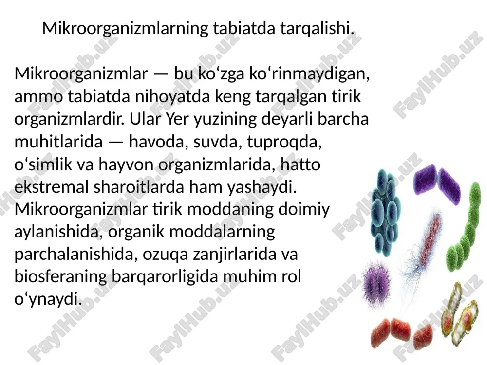 chi joyga ko‘chiradi. havo orqali mikroblarning tarqalishi — aerozol yo‘li bilan infeksiya tarqalishining sababi bo‘ladi (masalan, gripp, sil, shamollash viruslari). o‘simliklarda o‘simliklar mikroblar uchun oziq manbai bo‘lib xizmat qiladi. ba’zi mikroorganizmlar o‘simlik ildizida simbioz holatda yashaydi (masalan, rhizobium — dukkakli o‘simliklar bilan). ayrimlari patogen bo‘lib, o‘simlik kasalliklarini chaqiradi (masalan, pseudomonas syringae — bakterial dog‘ kasalligi, fusarium — chirish zamburugi). o‘simlik bargi, ildizi, urug‘i va mevalari yuzasida ham turli mikroblar mavjud. hayvon va inson organizmida hayvon va inson tanasida mikroorganizmlar normal mikroflora sifatida yashaydi. masalan, inson ichaklarida escherichia coli foydali bakteriyasi mavjud bo‘lib, u ovqat hazm qilishda, vitamin k sintezida qatnashadi. terida, og‘iz bo‘shlig‘ida, burun, yo‘tal, jinsiy a’zolar atrofida ham turli mikroorganizmlar yashaydi. ammo ayrim hollarda ular kasallik chaqiruvchi shaklga o‘tib, infeksiya keltirib chiqaradi (masalan, stafilokokklar, streptokokklar). ekstremal sharoitlarda mikroblar eng og‘ir, inson uchun noqulay muhitlarda ham yashay oladi: termofil bakteriyalar — 80–100°c issiqlikda (geyzerlar, vulqonlar atrofida). psixrofil bakteriyalar — sovuq …