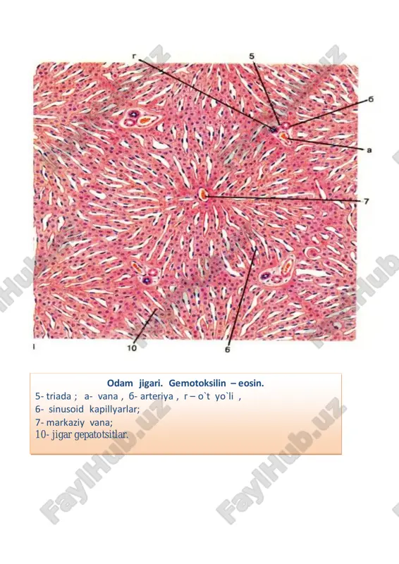 pigmentlari , jinsiy garmonlar , teritaksikoz xolatida kelib chiqadi. ekzotoksinlar ; yatrogen dorilar, alkogol toksini, kimyoviy moddalar , tozalov vositalari tufayli. dinamikasi ; qaytmas jarayon . oqibati; jigar serrosiga olib keladi. o`lim sababi; jigar yetishmasligi tufayli intoksikatsiya. surunkali gepatozlar («yogli gepatoz», alkogolli gepatoz va b.) 1 – bulak venasi; 2 – segmentar vena ;3 – bulakchalararo tomirlar va o't yuli 4 – septal tomirlar va o't yuli ; 5 – triada ;6 – sinusoid kapillyar ; 7 – markaziy vena ; 8 – bulak osti venasi ; 9 – jigar plastinkasi ; 10 – o't kanalchasi. 1 2 3 1- gepatotsit xujayralarida oldin boshlangan yog ̀ ditrofiyasi; 2- markaziy vena ; 3- yog ̀ distrofiyani boshlanishi. 13-rasm. jigarni yog l̀i disrofiyasi. gepatotsitlar sitoplazmasida ayniqsa periferyada yog ̀ tomchilari ko`rnadi. sudan 3 bilan bo`yalgan. steatoz pecheni, okraska sudanom iii jigar yog`li distrofiyasi , sudan iii bilan bo`yalgan. 1.gepatotsitlar sitopazmasidagi mayda va …