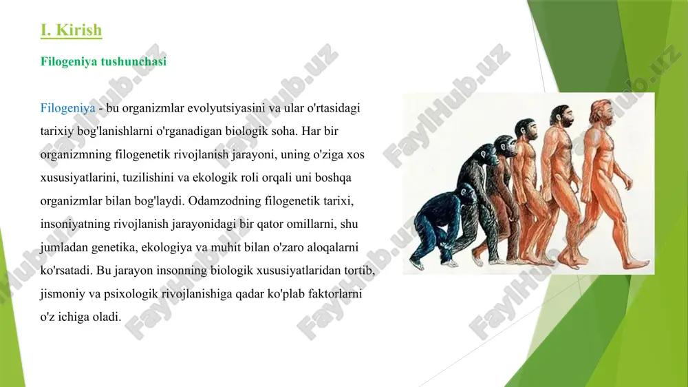 jarayonida tabiiy tanlanish va boshqa mexanizmlar bilan birga, ba'zi nuqsonlar yoki salbiy o‘zgarishlar ham yuzaga kelishi mumkin. bu nuqsonlar organizmlarning rivojlanishida biologik muammolarni keltirib chiqarishi mumkin. filogenetik nuqsonlar organizmlarning evolyutsiyasi natijasida yuzaga keladigan, turlarning tabiiy rivojlanishida uzilishlar yoki salbiy o‘zgarishlardir. odamda rivojlanishning filogenetik nuqsonlari - bu organizmning evolyutsiya jarayonida yuzaga keladigan, uning normal biologik rivojlanishiga salbiy ta’sir ko‘rsatuvchi nuqsonlardir. bunday nuqsonlar odamning morfologiyasi, fiziologiyasi yoki psixologiyasidagi o‘zgarishlarga olib keladi. filogenetik nuqsonlarning turli shakllari mavjud. bular: genetik xromosoma morfologik fiziologik nevrologik odamda rivojlanishning filogenetik nuqsonlari 1. genetik mutatsiyalar genetik mutatsiyalar - bu xromosomalar yoki genlar tuzilmasidagi o‘zgarishlardir. bu o‘zgarishlar ba’zan foydali bo‘lsa-da, ko‘pincha zararli bo‘ladi va organizmning normal rivojlanishiga to‘sqinlik qiladi. daun sindromi: bu xromosoma anomaliyasidir, bunda 21-juft xromosomaning o’zgarishi hisoblanadi. fenilketonuriya: bu genetik nuqson tufayli organizmda fenilalanin aminokislotasining metabolizmi buziladi fenilalanin daun sindromi xromosomalar sonidagi o‘zgarishlar yoki xromosoma strukturasidagi nuqsonlar organizmlarda rivojlanishdagi muammolarni keltirib chiqarishi mumkin. bunday anomaliyalar jismoniy va …
