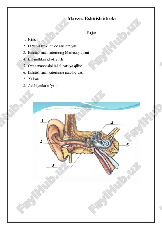 ssiy tizimidan keyin ikkinchi o'rinda turadi. quloq havoning eng kichik tebranishlariga javob beradigan eng nozik vositadir. audiogramma-turli chastotalarning eshitish chegarasini yozib olish. bu bitta oila a'zolari uchun bir xil bo'lishi mumkin. eng kam quloq past chastotalarga sezgir. ovoz diapazonining yuqori chastotali qismi quloq tomonidan samarali qabul qilinadi, ammo yoshi bilan sezilarli darajada yomonlashadi. o'rta va ichki quloq anatomiyasi o'rta quloqning uchta suyagi - bolg'a, stapes va anvil yordamida quloq pardasining tebranishlari odamning ichki qulog'idagi suyuqlikka uzatiladi. stapes suyuqlik ustida piston kabi harakat qiladi, uni tovush bosimi ritmida oldinga va orqaga itaradi. dastlabki bosim 22 baravar oshadi. suyuqlik harakati asosiy membrana deb ataladigan ingichka membranani tebranishiga olib keladi. u tirnash xususiyati korti organiga o'tkazadi - eshitish asabining uchlari joylashgan murakkab shakllanish. u asosiy membranada salyangozning o'rta kanalida joylashgan. ushbu kanalning bo'shlig'i suyuqlik bilan to'ldirilgan - endolimfa, qolgan ikkita kanal-perilimfa. ularning farqi shundaki, endolimfada kaliy ionlari 30 baravar va natriy ionlari 20 …