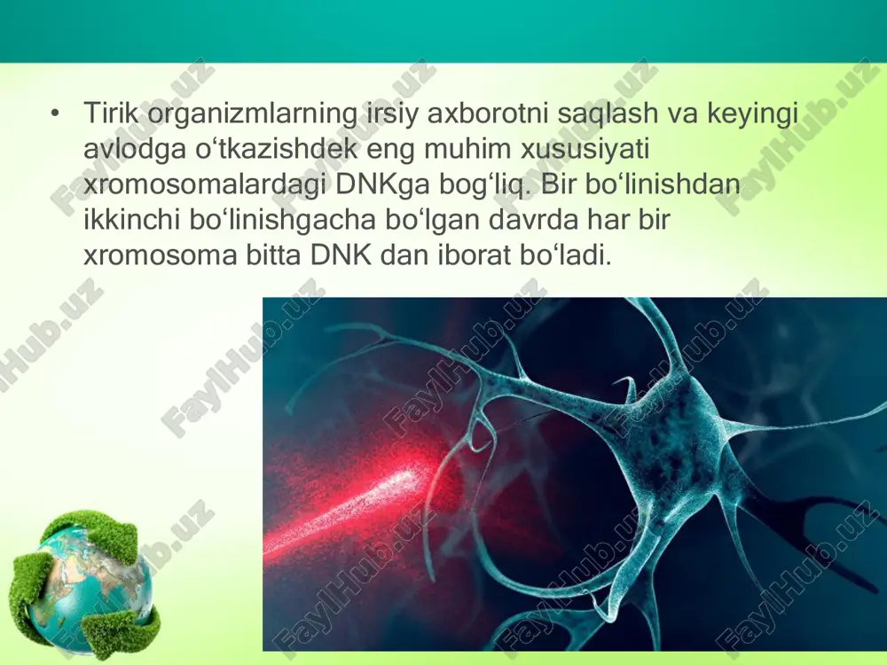 hosil bo‘lgan hujayraning bo‘linib ko‘payishi yoki nobud bo‘lgunigacha bo‘lgan davr hayotiy sikl (hujayra sikli) deyiladi. hujayra hayotiy sikli bir nechta davrlardan iborat • bo‘linish davri. bunda hujayraning bo‘linishi sodir bo‘ladi. • o‘sish davri. hujayra bo‘linib ko‘paygach, ma’lum o‘lchamlarga qadar hajmi ortadi, o‘sa boshlaydi. • diff erensiatsiyalanish (ixtisoslashish) davri. bu davrda hujayra ma’lum tuzilish va funksional xususiyatlarga ega bo‘ladi. • yetuklik davri. hujayra ixtisosligiga mos holda u yoki bu funksiyani bajaradi. • qarish davri. bu davr hujayra hayotiy funksiyalarining pasayishi bilan ifodalanadi, hujayraning bo‘linishi yoki nobud bo‘lishi bilan yakunlanadi. • hujayralar bo‘linishining ikkita usuli bor: mitoz va meyoz. • mitoz – eukariot hujayralarning bo‘linishi jarayoni bo‘lib, uning natijasida dastlab irsiy material ikki hissa ortadi, so‘ngra qiz hujayralar o‘rtasida teng taqsimlanadi. • mitoz sikli – hujayraning bo‘linishga tayyorgarlik – interfaza va mitoz bo‘linish jarayonlarining o‘zaro bog‘langan va ketma-ket keladigan hodisalar majmuasi. • metafaza(meta – keyin)da xromatidalar zichlashib, yo‘g‘onlashib, hujayra markazi bo‘ylab to‘planadi. …