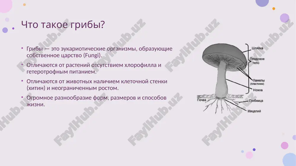 mnojenie, rasselenie, perejivanie neblagopriyatnix usloviy. vidi spor: bespolie (aseksualnie): konidii, sporangiospori. polovie (seksualnie): zigospori, askospori, bazidiospori. jiznennie tsikli gribov xarakterno cheredovanie gaploidnoy i diploidnoy stadiy. osnovnie etapi: prorastanie spori → gaploidniy mitseliy. plazmogamiya (sliyanie tsitoplazmi) → dikariontniy mitseliy. kariogamiya (sliyanie yader) → zigota (diploidnaya stadiya). meyoz → gaploidnie spori. sposobi pitaniya gribov geterotrofnoe pitanie: pogloshenie gotovix organicheskix veshestv. saprotrofi: pitayutsya mertvimi organicheskimi veshestvami (naprimer, lesnaya podstilka, drevesina). paraziti: pitayutsya za schet jivix organizmov (rasteniy, jivotnix, drugix gribov). simbionti: vzaimovigodnoe sojitelstvo (mikoriza s rasteniyami, lishayniki s vodoroslyami). ekologicheskaya rol gribov razrushiteli organicheskogo veshestva (redutsenti): vozvrashayut pitatelnie elementi v ekosistemu. patogeni: vizivayut zabolevaniya rasteniy (rjavchina, muchnistaya rosa) i jivotnix (vklyuchaya cheloveka - mikozi). simbionti: mikoriza: uluchshaet pitanie i vodosnabjenie rasteniy. lishayniki: pioneri zaseleniya bezjiznennix substratov. metodi izucheniya gribov: mikroskopiya svetovaya mikroskopiya: osnovnoy metod dlya izucheniya morfologii, stroeniya gif, spor. okrashivanie: dlya luchshey vizualizatsii kletochnix struktur (naprimer, krasitelem dlya xitina). elektronnaya mikroskopiya (prosvechivayushaya …