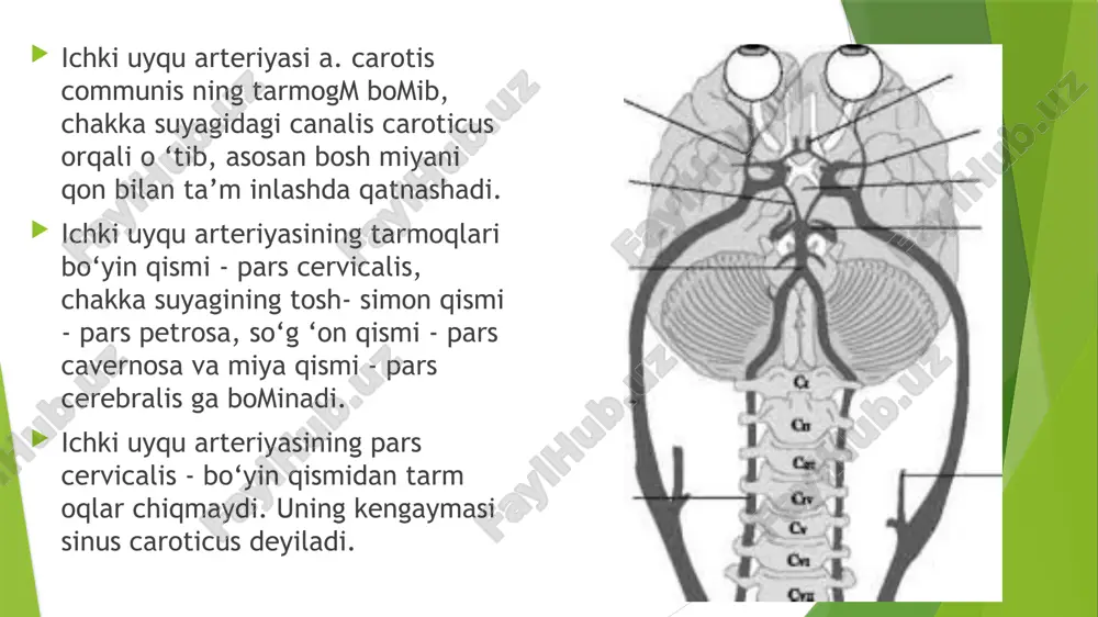 ngi biriktiruvchi arteriyalar- a. com m unicans anterior vositasida qo‘shilib turadi. shu sababli bosh miyaning oldingi arteriya- sidan ajraluvchi tarmoqlar 2 guruhga: qo'shuvchi arteriyadan oldingi - pars precommunicalis va biriktiruvchi arteriyadan keyingi qism - pars postcommunicalis tarmoqlariga ajraladi. ii. a. cerebri anterior ning pars postcom­municalis sohasidagi tarmoqlari: 1. a. striata medialis distalis - targml tanaga yo‘naluvchi distal arteriya; 2. a.frontobasalis m edialis - bosh m iya peshona qism ning asosiga y o ‘naluvchi m edial arteriya; 3. a. polaris frontalis - bosh miyaning peshona bomagi arteriyasi; 4. a. callosomarginalis - qadoqsimon tana chekkasidagi arteriya. 5. a. pericallosa - qadoqsimon tana atrofidagi arteriya. bu arteriyadan quyidagi shoxlar ajraladi: 6. a. communicans anterior - oldingi qo‘shuvchi arteriya tarmoqlari. a.a. centrales anteromediales - oldingi medial markaziy arteriya. bu arteriyaning shoxlari: a) a. suprachiasm atica - ko‘ruv nerv kesishmasining ustidagi arteriya; b) a. commissuralis me- diana - oldingi qo‘shib turuvchi arteriya; d) a. callosa …