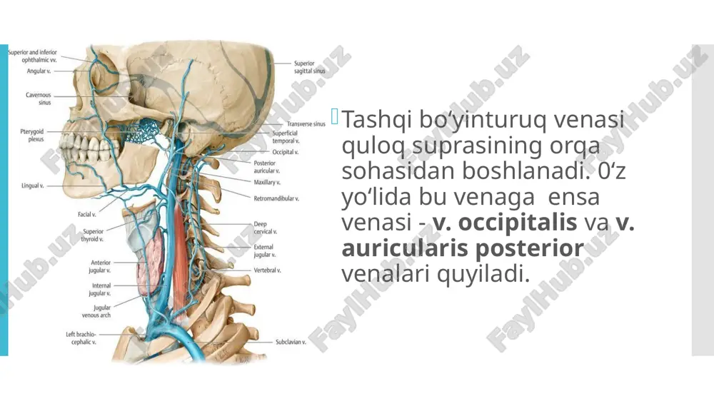 nalar: 1) v. subscapularis - kurak osti venasi; 2) v. circumflexa scapulae - kurakni aylanib o ‘tuvchi vena. bu venaga quyidagi venalar ochi­ladi: a) v. thoracodorsalis - ko‘krak qafasining orqa yuzasidagi venalar; b) v. circumflexa humeri posterior - yelkani aylanib o‘tuvchi orqa vena; d) v. circumflexa humeri anterior - yelkani aylanib o‘tuvchi old vena; 3) v. thoracica lateralis - ko‘krak qafasining yon venasi; 4) v. v. thorocoepigastricae - ko‘krak - qorin usti venalari; 5) v. plexus venosus areolaris - sut bezining so‘rg‘ich sohasidagi vena chigali. qo‘l venalari yuza va chuqur venalardan iborat bo’ladi. e’tiboringiz uchun raxmat!!! image1.png image2.png image3.png image4.png image5.png image6.png image7.png image8.png image9.png image10.png /docprops/thumbnail.jpeg