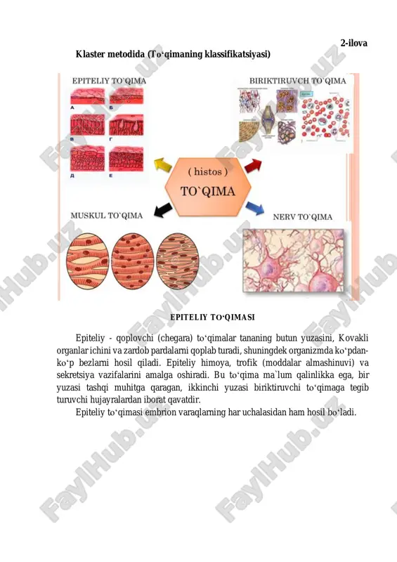 ar tananing butun yuzasini, kovakli organlar ichini va zardob pardalarni qoplab turadi, shuningdek organizmda koʻpdan- koʻp bezlarni hosil qiladi. epiteliy himoya, trofik (moddalar almashinuvi) va sekretsiya vazifalarini amalga oshiradi. bu toʻqima ma`lum qalinlikka ega, bir yuzasi tashqi muhitga qaragan, ikkinchi yuzasi biriktiruvchi toʻqimaga tegib turuvchi hujayralardan iborat qavatdir. epiteliy toʻqimasi embrion varaqlarning har uchalasidan ham hosil boʻladi. 3-ilova klaster metodida (epiteliy toʻqimasining klassifikatsiyasi) preparat quyon buyragi siydik naychalari devoridagi bir qavatli kubsimon epiteliy. temirli gematoksilin bilan geydengayn usuli boʻyicha boʻyalgan (1-rasm). buyrak kanalchalari oʻz uzunligining katta qismida kubsimon epiteliydan hosil boʻlgan. lekin, buyrakning chuqur qismlarida joylashuvchi siydik yigʻuvchi naychalar deb ataluvchi strukturalar devorida bu epiteliyning oʻziga xosliklari bilan tanishish eng qulay. bu naychalarda epiteliy turli balandlikda boʻladi, kubsimon epiteliydan iborat naychalar bilan bir qatorda, boʻyi balandroq, prizmatik epiteliy bilan qoplanganlarini ham topish mumkin. kanalchalar orasida kam miqdorda qon kapillyarlariga ega boʻlgan biriktiruvchi toʻqima joylashadi. bir qavatli epiteliy ko`p qavatli epiteliy …