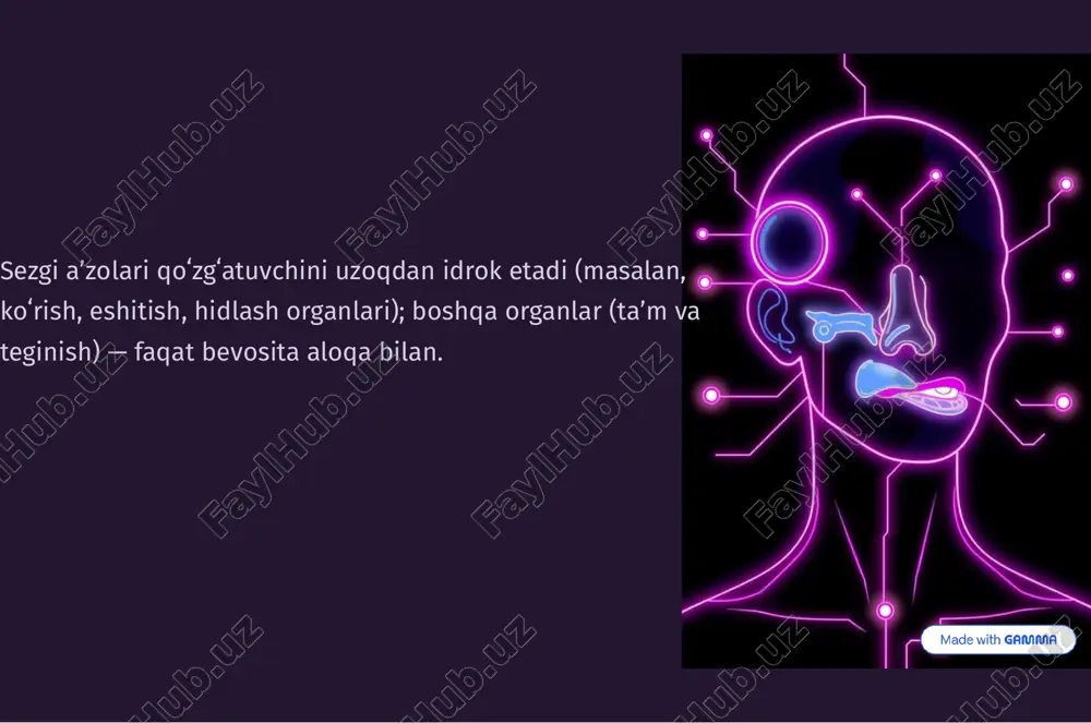 h to'lqinlarini to'playdi va quloq pardasiga yo'naltiradi. 02 o'rta quloq tovush tebranishlarini kuchaytiradi. uchta suyakchadan iborat: bolg'acha, sandon va uzangi. 03 ichki quloq koxlea(eshitishchig'anog'i) tovush tebranishlarini nerv signallariga aylantiradi. yarim doira kanallari muvozanatni ta'minlaydi. eshitish jarayoni: tovush to'lqinlaridan miyaga tovush to'lqinlaritashqi quloq orqalikirib, quloq pardasini tebratadi. bu tebranishlar o'rta quloqdagi uchta suyakcha orqali kuchaytiriladi va ichki quloqdagi koxleaga uzatiladi. koxleada joylashgan tukli hujayralar suyuqlik harakatiga javoban elektr signallarini hosil qiladi. bu signallar eshitish nervi orqali miyaga yuboriladi va u yerda tovush sifatida talqin qilinadi. burun: hid bilish organining anatomiyasi 1 2 3 burun bo'shlig'i hid bilish nervi hid bilish epiteliysi hidbilishretseptorlaridan kelgan signallarni miyaga uzatadi. burunbo'shlig'iningyuqoriqismida joylashgan, hidni sezuvchi retseptor hujayralarni o'z ichiga oladi. havokiradiganasosiyyo'l, shilliq qavat va tuklar bilan qoplangan. hid bilishning fiziologiyasi: kimyoviy signallar dunyosi havoorqali kirganhid molekulalari burun bo'shlig'idagi shilliq qavatda eriydi. keyin ular hid bilish epiteliysidagi retseptor hujayralarga bog'lanadi. har bir retseptor ma'lum turdagi hid molekulasini …