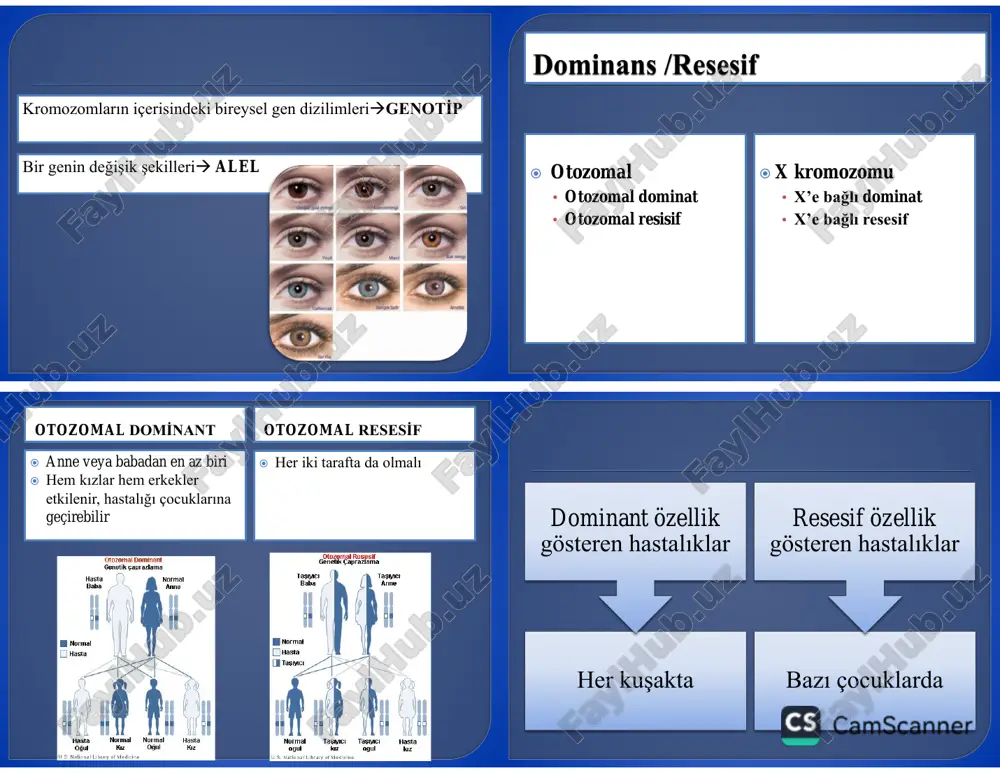 hastanın yaşına (çocuk, adölesan, erişkin) kas gruplarına (distal, proksimal, fascio-scapulo- humeral) kas tonusu ve aktivitesinde yapmış olduğu değişikliklere genetik özelliklerine duchenne md becker md emery dreifus md fasioskapulohumeral md limb girdle md konjenital md en sık rastlanılan tipi duchenne 1860’lı yıllar x linked resesif geçiş xp21 (x kromozomunun p kolonunun 21 nolu alanı) distrofin üretiminden sorumlu x linked resesif geçiş xp21 (x kromozomunun p kolonunun 21 nolu alanı) distrofin üretiminden sorumlu kas kasılması ve gevşemesi sırasında kas lifinin çapının uyum göstermesini sağlar x linked resesif geçiş xp21 (x kromozomunun p kolonunun 21 nolu alanı) distrofin üretiminden sorumlu normal kas liflerinde bulunan plazma membran sisteminin intrasellüler yapısal bileşiklerinden olan büyük moleküllü bir protein x linked resesif geçiş xp21 (x kromozomunun p kolonunun 21 nolu alanı) distrofin üretiminden sorumlu prematüre kısalmış dayanıksız distrofinle ilgili proteinlerin hücre zarı dışına çıkmaları hücre şeklinde bozulma sonuç olarak hücre zarı instabilitesi , mekanik streslere maruz kalma …