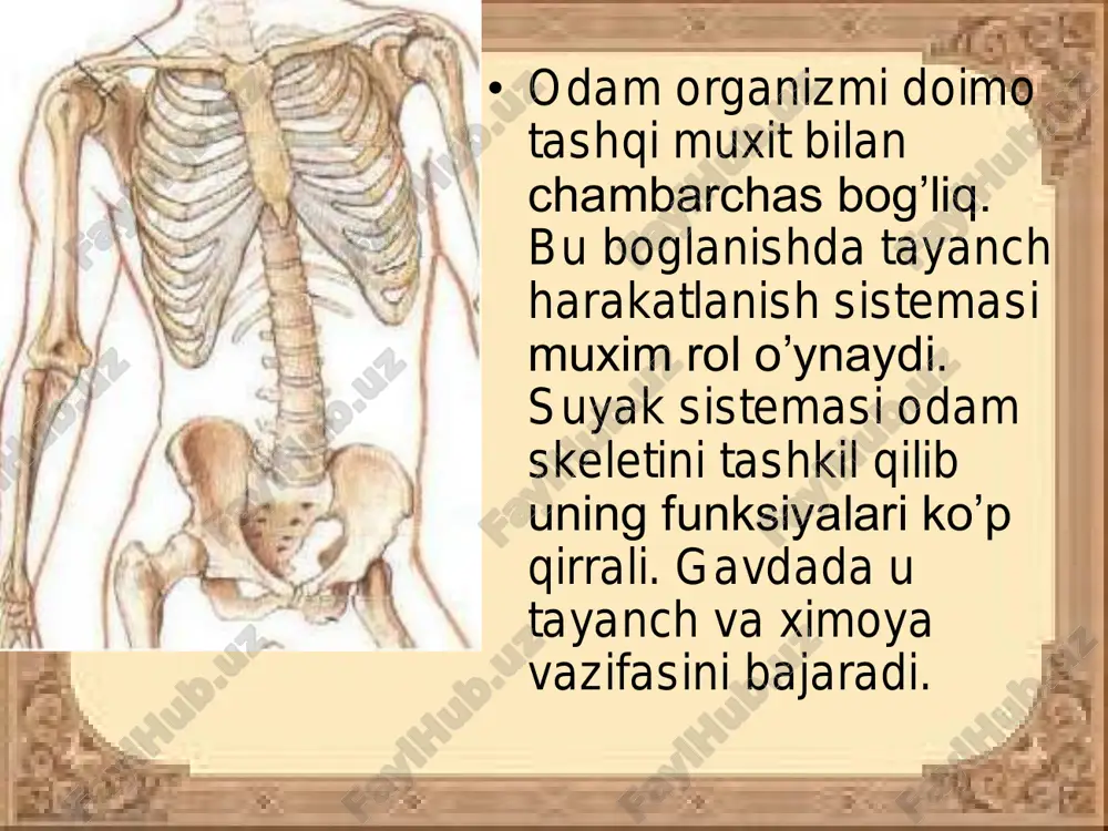 eletining markaziy qismi bo’lib unga barcha suyaklar tutashib turadi va u tananing tayanchi bo’lib xizmat qiladi. • umurtqa pog’onasi 5 ta qismdan iborat: bo’yin-7, ko’krak-12, bel-5, dumg’aza-5 va dum-4-5 ta umurtqadan iborat. qo’l suyaklari. • suyaklar ikki qismdan: yelka kamari suyaklari va qo’lning erkin suyaklariga bo’linadi. yelka kamari suyaklariga kurak va o’mrov suyaklari kiradi. • qo’lning erkin suyaklariga yelka, bilak, tirsak, kaft ust, kaft va panja suyaklari kiradi. oyoq suyaklari. • oyoq suyaklari ikki guruxga: chanoq va oyoqning erkin suyaklariga bo’linadi. oyoqning erkin suyaklariga son, boldir va oyoq panjasining suyaklari kiradi.