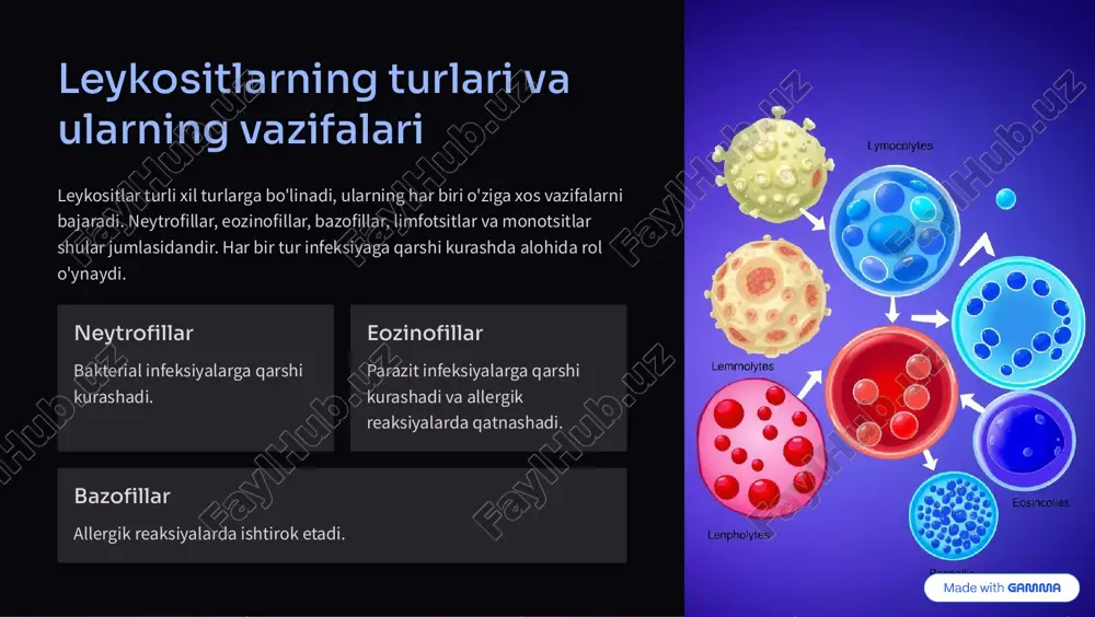 hujayralari turli xil leykositlarga differensiatsiya qiladi. 1 2 3 4 gematopoetik ildiz hujayralari miyeloid progenitorlar limfoid progenitorlaryetuk leykositlar https://gamma.app/?utm_source=made-with-gamma leykositlarning qondagi miqdori (norma va patologiya) qondagi leykositlarning normal miqdori odatda �,��� dan ��,��� gacha mikrolitrda (¿l) hisoblanadi. ushbu miqdorning o'zgarishi turli xil patologik holatlarni ko'rsatishi mumkin. kamayishi leykopeniya, ko'payishi leykositoz deyiladi. 4k-11k norma leykositlar miqdori ¿l da 11k leykositoz leykositlar miqdori ¿l da https://gamma.app/?utm_source=made-with-gamma leykopeniya: kamayishi sabablari va oqibatlari leykopeniya - bu qondagi leykositlar miqdorining kamayishi. bunga suyak ko'migining shikastlanishi, autoimmun kasalliklar, infeksiyalar va dorilar sabab bo'lishi mumkin. oqibatlari immunitetning susayishi va infeksiyalarga chidamlilikning kamayishi. sabablari suyak ko'migining shikastlanishi, autoimmun kasalliklar. sabablari infeksiyalar, dorilar. oqibatlari immunitetning susayishi, infeksiyalarga chidamlilikning kamayishi. https://gamma.app/?utm_source=made-with-gamma leykositoz: ko'payishi sabablari va oqibatlari leykositoz - bu qondagi leykositlar miqdorining ko'payishi. bunga infeksiyalar, yallig'lanish, stress va leykemiya sabab bo'lishi mumkin. oqibatlari yallig'lanishning kuchayishi va kasalliklarga javob reaksiyasining oshishi. 1 infeksiyalar 2 yallig'lanish 3 stress https://gamma.app/?utm_source=made-with-gamma leykositlar va immunitet …