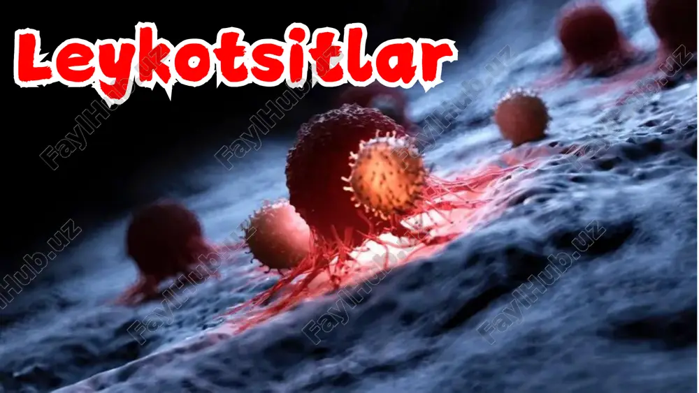 oki leykogramma deyiladi. bu ham umumiy qon tahlilida beriladi. • inglizcha: wbc – white blood cells leykotsitar formula ❗sog‘lom odamda leykotsitlar formula: • neytrofillar – 40-75% • eozinofillar – 1-5% • bazofillar – 0-1% • limfotsitlar – 20-40% • monotsitlar – 2-10% • barcha leykotsitlar himoya funksiyasini bajaradi. lekin bu funksiya har xil leykotsitlar tomonidan turlicha amalga oshiriladi. • shuningdek, turli kasalliklarda leykotsitlarning ma'lum bir guruhlari ortadi. leykotsitlar granulotsitlar neytrofil agranulotsitlar eozinofil bazofil limfotsit monotsit neytrofillar • neytrofillar leykotsitlarning eng ko‘p qismini tashkil qiladi – umumiy leykotsitlarning 50-70%. • ularning asosiy funksiyasi qonga tushgan yot tanachalarni fagotsitoz qilishdan iborat. • to‘qimalar shikastlansa, u yerda neytrofillar to‘plana boshlaydi. misol keltiraman, g‘ishmat ko‘chada ketayotib, qoqilib ketdi va yerga yiqildi. qo‘llari biroz jarohat oldi, terisi lat yedi, qon tomchilari ko‘rina boshladi. • zararlangan sohaga tashqi muhitdan mikroblar va turli yot zarralar kira boshladi. shu payt qon tomirlar orqali zararlangan sohaga neytrofillar yetib keldi. …