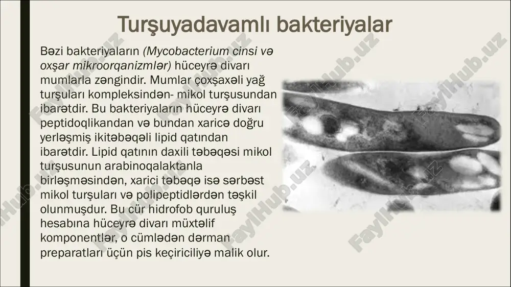 davamlıdır və quru bəlğəmdən sağ çıxa bilər. bu xüsusiyyət onun infeksiyasını artırır.bir çox ¨mdr¨ m. tuberculosis ştammları müəyyən edilmişdir. ¨mdr¨ "çox dərmana davamlı" bakteriyalar deməkdir. bu ştammların izoniazidə qarşı müqaviməti dünya miqyasında problem yaradır. mycobacterium leprae mycobacterium leprae, düz və ya az əyri bir ayaq şəklində, 1 - 8 mm uzunluğunda və 0,3 - 0,4 mm enində, sporsuz bir bakteriyadır. mikroskopik müayinələrdə kol kimi qruplar kimi görünür. bakteriyaların bu şəkildə olması zooglee adlanan yapışqan bir maddə meydana gətirdiyindən meydana gəlir və bu bakteriya topluluğuna globi deyilir.turşulara davamlı, alkoqola daha az davamlıdır. sil nilsen metodu ilə turşuya davamlı boyama xüsusiyyəti göstərir. turşuyadavamlı bakteriyaların hüceyrə divarının quruluşu sil-nilsen üsulu turşuyadavamlı bakteriyalar qırmızı rəngdə, turşuya davamsızlar göy rəngdə görünür a- tu rş uy ad av am lı b- tu rş uy ad av am sı z bakteriyalarda spor və spor əmələ gəlmə spor - ətraf mühitin əlverişsiz şəraitində bakteriya hüceyrəsində irsi informasiyanın saxlanılmasını …