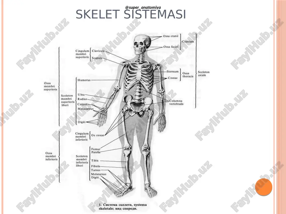 osteologiya - Page 2