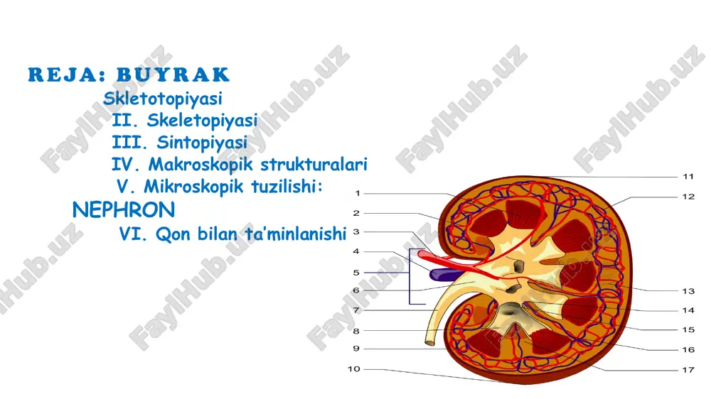 an qidirish kerak ii. skeletopiyasi  o’ng buyrak chap buyrakka nisbatan pastroq joylashgan (tepasida jigar borligi tufayli)  qovurg’alarga nisbatan: o xii qovurg’a o’ng buyrakning asosan yuqori 1/3 qismi ro’parasidan, chap buyrakning o’rta qismi ro’parasidan o’tadi.  umurtqalarga nisbatan: o o’ng buyrak t12-l3 levelda, chap buyrak t11-l2 levelda joylashadi. klinik ahamiyati:  homilador ayollarda o’ng buyrak pastroq joylashgani uchun ko’proq bosiladi, dimlanadi. shuning uchun ularda ko’pincha o’ng tomonlama piyelonefrit ko’p uchraydi. https://t.me/anatomy_teach iii. sintopiyasi o’ng buyrak old yuzasoga tegib turadi (bevosita emas!):  glandula suprarenalis  hepar  duodenum  jejunum  flexura coli dextra  radix mesocoli transversi - ko’ndalang chambar ichak tutqichi ildizi chap buyrak old yuzasiga tegib turadi (bevosita emas!):  glandula suprarenalis  ventriculus  pancreas  jejunum  lien - taloq  flexura coli sinstra  radix mesocoli transversi - ko’ndalang chambar ichak tutqichi ildizi ikkala buyrakning orqa yuzasiga tegib turadi ( ikkalasida ham bir …