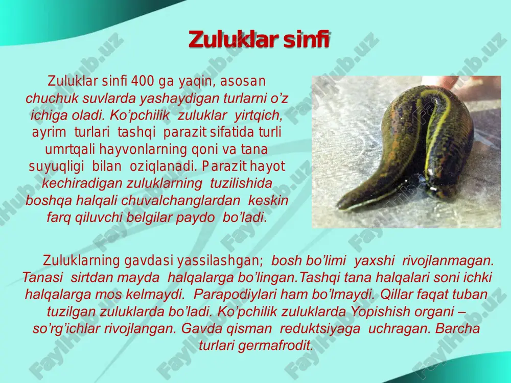 jag’i bo’ladi. zuluk shu jag’lar yordamida hayvon terisini kesib, jarohatdan chiqadigan qonni muskulli halqumi yordamida so’rib oladi. zuluklarning so’lak bezlari tarkibidagi girudin moddasi qonning ivib qolishiga imkon bermaydi. so’lak bezlarining yo’li halqumga ochiladi. nafas olish sistemasi. zuluklarning odatda nafas olish organi bo’lmaydi. ular teri yuzasi orqali nafas oladi. faqat dengizda yashovchi zuluklar jabralar orqali nafas oladi. ayirish sistemasi. zuluklarning ayirish sistemasi bir muncha o’zgargan metanefridiylardan iborat. metanefridiylar zuluklar gavdasining oldingi va keyingi bo’g’imlarida bo’lmaydi. shuning uchun metanefridiylar soni tana bo’g’imlari soniga to’g’ri kelmaydi. masalan, tibbiyot zulugi gavdasi 33 ta bo’g’imdan iborat; metanefridiylari esa 17 juft bo’ladi. metanefridiylarning tanada joylashgan uchi berk bo’ladi. suyuqlik metanefridiy nayiga diffuziya orqali o’tadi. zuluklar o’rta ichagining oldingi qismi bir necha juft yon xaltachalarni hosil qilgani tufayli ular ancha ko’p miqdorda qon so’rib olish xususiyatiga ega. bir marta qon so’rgan zuluk 2-3 oygacha qon so’rmasdan yashashi mumkin. zuluklar so’rgan qon o’rta ichakning keyingi qismida hazm bo’ladi. …