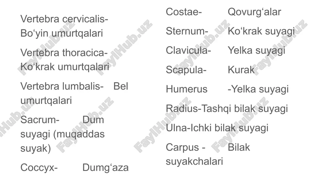 k vena capillaris kapillyar tomir sanguis qon circulatio sanguinis qon aylanishi pulsus puls (urish) 4. 🫁🫁 nafas tizimi – systema respiratorium nasus externus tashqi burun cavitas nasi burun bo‘shlig‘i pharynx halqum larynx hiqildoq trachea nafas nayi bronchi principales asosiy bronxlar pulmones o‘pkalar lobus pulmonis o‘pka bo‘lagi pleura qovuq (o‘pka parda) alveoli pulmonales o‘pka alveolalari inspiratio nafas olish expiratio nafas chiqarish 5. 🥗 hazm tizimi – systema digestorium os oris og‘iz bo‘shlig‘i labium lab lingua til dentes tishlar palatum tanglay pharynx halqum oesophagus qizilo‘ngach ventriculus (gaster) oshqozon intestinum tenue ingichka ichak duodenum o‘n ikki barmoq ichak jejunum bo‘sh ichak ileum oxirgi ingichka ichak intestinum crassum yo‘g‘on ichak caecum ko‘r ichak colon yo‘g‘on ichak 6. 💦 siydik ajratish tizimi – systema urinarium ren buyrak pelvis renalis buyrak jomchasi ureter siydik nayi vesica urinaria siydik pufagi urethra siydik yo‘li cortex renalis buyrak po‘stlog‘i medulla renalis buyrak mag‘izi nephron buyrak birligi glomerulus buyrak chig‘anog‘i …