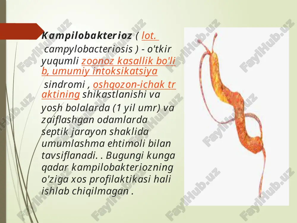 oz bilan kasallanish darajasi eng yuqori (2019 yilda 100 000 kishiga 215), undan keyin avstraliya (100 000 ga 146,8 va 100 001 ta) yangi zelandiya (hozirgi kungacha 126,1). 2019 yilda 100 000) . campylobacter rivojlangan va rivojlanayotgan mamlakatlarda eng keng tarqalgan inson ichak patogenlaridan biri hisoblanadi. kampilobakterioz holatlarining taxminan 90% campylobacter jejuni tomonidan, 10% dan kam hollarda esa campylobacter coli sabab bo'lgan . 2013 yil yanvar oyida buyuk britaniyaning oziq-ovqat standartlari agentligi buyuk britaniya do'konlarida sotib olingan barcha xom tovuq go'shtining uchdan ikki qismi campylobacter bilan ifloslanganligi haqida ogohlantirdi, bu har yili taxminan yarim million odamga ta'sir qiladi va 100 ga yaqin o'limga olib keladi etiologiyasi • qozgʻatuvchisi: campylobacter jinsiga mansub bakteriyalar (c. jejuni, c. coli) • morfologiyasi: gram-manfiy, spiral shaklli tayoqchalar, mikroaerofil • manbasi: parranda, chorva hayvonlari, ifloslangan suv va oziq-ovqat • yuqish yo’li yoʻllari: fekal-oral, termik qayta ishlanmagan goʻsht mahsulotlari patogenezi 1. infeksiyaning kirish eshigi: oshqozon-ichak traktiga tushadi …