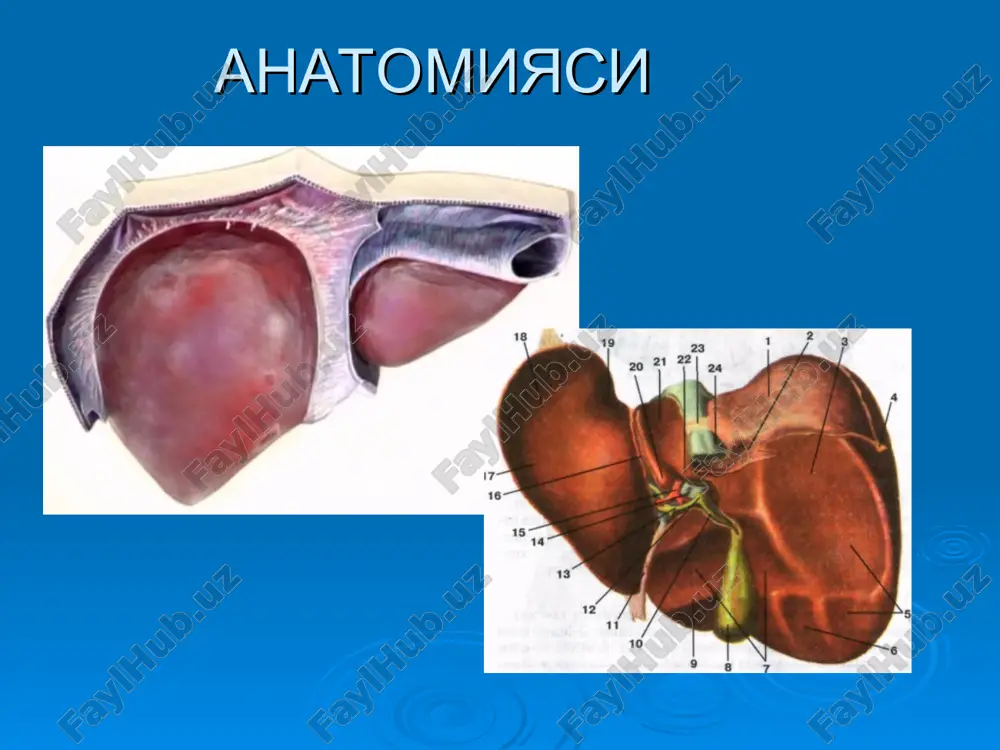 laborator tekshiruvlar. (onkomarkyorlar) utt, dopler; mskt mrt; angiografiya xolangografiya biopsiya. laparoskopiya. utt doplerografiya kt kompyuternie tomogrammi, vipolnennie na spiralnom tomografe. pechen pokazana pod raznimi uglami i v raznix napravleniyax. otchetlivo viden krupniy ochag ponijennoy plotnosti s nerovnimi konturami v 7 segmente. * mskt mrt laparoskopiya chchxg angiografiya davolash davolash usullari ximioembolizatsiya etanol in'ektsiyasi . kasallik prognozi v.s. shapkin – 5-6 oy t. tung – 4,3 oy radikal operatsiyadan keyingi yashovchanlik avtori 3 goda (%) 5 let (%) vishnevskiy v.a. s soavt., 1996 31,0 10,3 galperin e.i. s soavt., 1994 25,7 17,8 patyutko yu.i. s soavt.,1999 48,9 33,3 yu y., 1991 (kitay) 43,2 39,2 wands j., 1991 (velikobritaniya) --- 70,0 cong w., 1993 (kitay) --- 77,9 (d<3 sm) li y. et al., 1994 (kitay) 48,3 38,8 chou f. et al., 1994 (tayvan) 56,0 49,0 vauthey j. et al., 1995 (nyu-york) --- 41,0 ebora m. et al., 1986 (yaponiya) 52,5 36,6 jigardan …