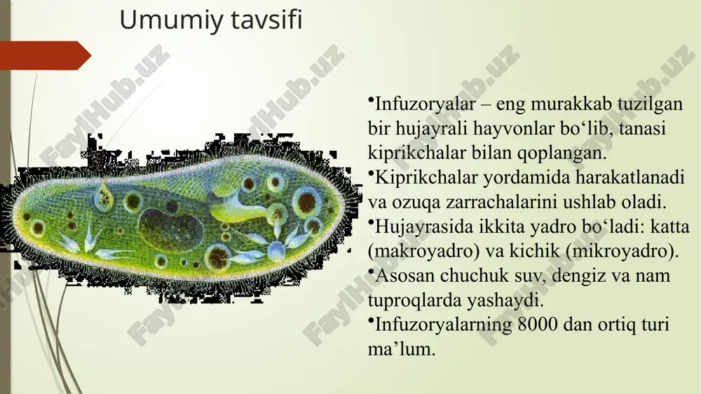 og‘iz qismi → yutkich → oziq vakuolasi orqali amalga oshadi, hazm bo‘lmagan qoldiq orqa teshik orqali tashqariga chiqariladi. hujayra yadrolari infuzoryalarda ikki xil yadro mavjud: makroyadro va mikroyadro — bu ularni boshqa sodda organizmlardan farqlaydi. katta yadro hujayraning kundalik hayot jarayonlarini boshqaradi: modda almashinuvi, o‘sish, harakat va ovqatlanish.kichik yadro ko‘payish jarayonida ishtirok etadi, xususan kon‘yugatsiya vaqtida yadrolar almashinuvi sodir bo‘ladi.ko‘payishdan so‘ng mikroyadro yangidan makroyadroga aylanib, hujayraning fiziologik faoliyatini tiklaydi. ovqatlanish jarayoni infuzoryalar o‘zlari bilan birga harakatlanayotgan suvdagi bakteriyalar, mayda suv o‘simliklari va organik zarrachalar bilan oziqlanadi.tanadagi kiprikchalar suv oqimini og‘iz maydoniga (sitostom) yo‘naltiradi.ozuqa yutkich (sitofarinks) orqali oziq vakuolasiga o‘tadi va bu yerda hazm jarayoni sodir bo‘ladi.hazm bo‘lmagan qoldiqlar maxsus chiqaruvchi teshik (sitoprokt) orqali tashqariga chiqariladi.ovqat hazm qilish jarayoni tsiklik bo‘lib, yangi vakuolalar doimiy ravishda hosil bo‘lib turadi. nafas olish va ajratish infuzoryalarda maxsus nafas olish organlari yo‘q, gaz almashinuvi butun tana yuzasi orqali diffuziya yo‘li bilan amalga oshadi.kislorod sitoplazmaga kiradi, …