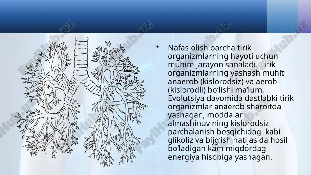 an so‘ng nafas olishi o‘pka va teri orqali sodir bo‘ladi. sudralib yuruvchilarda nafas yo‘llari – hiqildoq, traxeya va bronxlar to‘liq shakllangan. ularning o‘pkalari mayda g‘ovaksimon, ko‘p sonli ichki katakchalarga va katta nafas olish yuzasiga ega. lekin ularda bronxlar shoxlanmaydi. nafas olishi, asosan, qovurg‘alararo va qorin muskullarining qisqarishi hisobiga sodir bo‘ladi. nafas olishda teri ishtirok etmaydi. qushlar o‘pkasi yaxshi rivojlangan. ularning o‘pkasida bronxlar tarmoqlanib, bronxiolalar bilan tugaydi. qushlar uchishga moslashganligi sababli, o‘pkasining ikkilamchi bronxlari oxirlari havo xaltachalarini hosil qiladi. havo xaltachalari mushaklar orasiga, teri ostiga va suyak bo‘shliqlariga yetib boradi. uchish vaqtida bu xaltachalar havo bilan to‘lib, tana vaznini yengillashtiradi. sutemizuvchilarda nafas yo‘llari kiprikchali epiteliy bilan qoplangan. ular ovqat hazm qilish sistemasidan to‘liq ajralgan va faqat halqum qismida kesishadi. bronxlar ko‘p marta tarmoqlanib, bronxiolalar va alveolalar o‘pka pufakchalari bilan tugaydi. alveolalar devori bir qavat epiteliydan iborat bo‘lib, kapillarlar to‘ri bilan o‘ralgan. alveolalarning soni turli sutemizuvchilarda har xil bo‘ladi. ular hisobiga gaz …
