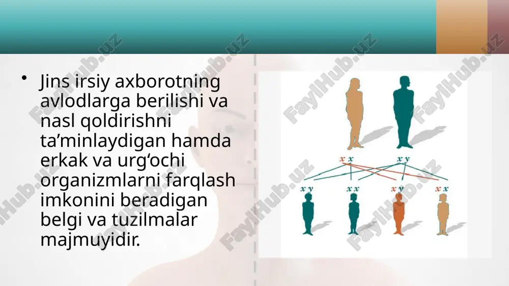 yrim hasharotlarning urg‘ochilari gomogametali, erkaklari geterogametali bo‘ladi. qushlar, sudralib yuruvchilar va ayrim hasharotlarda esa aksincha, erkaklari gomogametali, urg‘ochisi geterogametali bo‘ladi. meyoz jarayonida geterogametali individlar bir xil miqdorda x va y xromosomali gametalar hosil qiladi. shu sababli, jinsiy ko‘payishdan keyin hosil bo‘lgan erkak va urg‘ochi individlar soni teng bo‘ladi. masalan, erkaklari geterogametali bo‘lgan organizmlar (drozofila)da jinsning irsiylanishi 48-rasmda berilgan. ba’zi organizmlarda geterogametalilik bir jinsiy xromosomani yo‘qolishi bilan aloqador. shunga ko‘ra gomogametali organizm xx, geterogametali organizm xo bo‘ladi. qandalalar va ninachilarning urg‘ochi organizmda xx, erkagida xo, kuyakapalagida esa aksincha urg‘ochilarida xo, erkaklarida xx jinsiy xromosomalar mavjud. shunga ko‘ra qandala erkagida 13 ta xromosoma, urg‘ochisida 14 ta xromosoma bo‘ladi. undan 12 tasi autosoma xromosomalari hisoblanadi. jinsni aniqlashni progam, epigam, singam tiplari mavjud. jinsni aniq lashning progam tipida jins urug‘lan guncha ma’lum bo‘ladi. masalan, ko lovratkalarda sitoplazmaga boy tuxum hujayradan urg‘ochi, sitop lazmasi kam tuxum hujayradan erkak organizm rivojlanadi. jinsni aniqlashning epigam tipida jins …