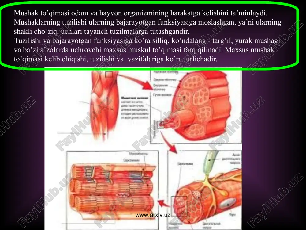 ivojlanadi. uchinchi quloq oldi miotomidan ko'z soqqasining lateral to'g'ri mushagi - m. rectus oculi lateralis rivojlanadi. birinchi visseral ravoq mandibular ravoq deyilib, quyidagi mushaklar rivojlanadi: chaynov mushaklari va m. mylohyoideus, ikki qorinchali mushak - m. digastricus ning oldingi qorinchasi, nog'ora bo'shlig'idagi nog'ora pardani taranglovchi mushak - m. tensoris thympani, yumshoq tanglayni taranglovchi mushak - m. tensor veli palatini. ikkinchi visseral ravoq gioid ravog'i deb atalib, bu ravoqdan mimika mushaklari, ikki qorinchali mushak - m. digastricus ning orqa qorin­chasi, bo'yindagi teri osti mushagi - m. platisma rivojlanadi. uchinchi visseral ravoq birinchi jabra ravog'i deb atalib, bu ravoqdan halqumning m. stylopharyngeus mushagi rivojlanadi. to'rtinchi visseral ravoq ikkinchi jabra ravog'i deb atalib, bu ravoqdan halqumning qisuvchi mushaklari rivojlanadi. beshinchi visseral ravoq uchinchi jabra ravog'i deb atalib, ikkinchi jabra ravog'ining ishtirokida bo'yindagi m. sternocleidomastoideus mushagi va orqadagi m. trapezius mushagining rivojlanishida qatnashadi. umurtqa pog'onasining ikki tarafida joylashgan dorzal miotomlardan faqat orqaning chuqur xususiy mushaklari …