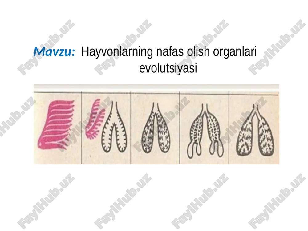 yo’li bilan qabul qiladi . evolutsiyada dastlabki nafas olish a’zosi ko’p tukli halqali chuvalchanglarda paydo bo’lgan.ularning bosh qismidagi maxsus o’simta oziq moddalarni tutish va nafas olish vazifasini bajargan. kam tuklilar va zuluklar tana yuzasi orqali nafas olgan bug’imoyoqlilar: qisqichbaqalar jabralari hashoratlar traxiyalari o’rgimchaklar o’pka hamda traxiyalari yordamida . chayonlar o’pka orqali nafas oladi molluskalar dengizlarda yashovchi molluskalar jabralar yordamida qorinoyoqli molluskalarning ayrim vakillari esa o’pkalar yordamida nafas olgan umurtqali hayvonlar boshskeletsizlar va baliqlar jabralar orqali nafas olgan. jabra  jabra ravoqlarini  jabra qilchalari jabra varaqlarini hosil qilgan. varaqlarda gazlar almashinuvini sodir bo’ladi . evolutsiya davomida nafas olish organi o’pka birinchi marta amfibiyalarda paydo bo’lgan. ularning o’pkasi juda sodda tuzilgan bo’lib, xaltasimon, to’siq va bronxlar bo’lmaydi. .ular suvda terisi , quruqlikda o’pkasi orqali nafas oladi . reptiliyalarda o’pka murakkabroq tuzilgan .ularning o’pkalari mayda g’ovaksimon , ko’p sonli ichki katakchalarga va katta nafas olish yuzasiga ega, lekin bronxlar shoxlanmagan. qushlar o’pkasi …