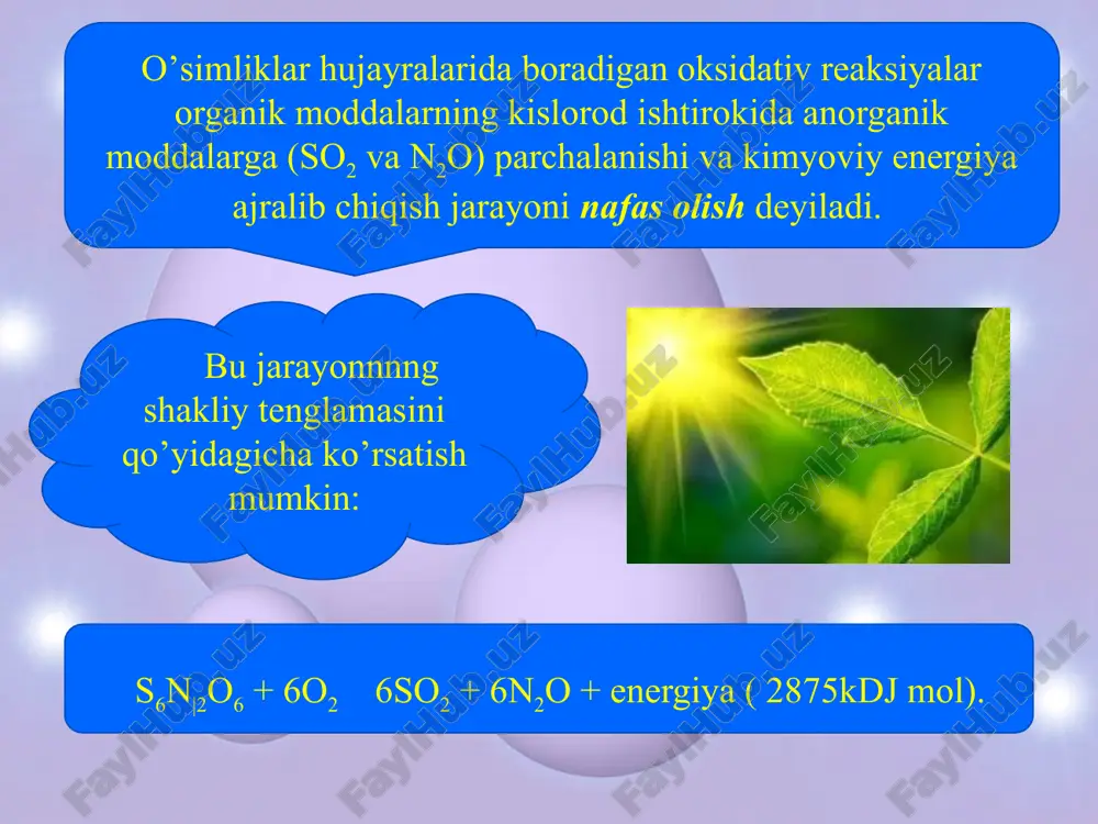 pirouzum kislotasi hosil bo’ladi. glikoliz anaerob nafas olish va bijg’ish jarayonlarining boshlang’ich bosqichidir. o’simliklar tarkibidagi nafas olish jarayonining asosiy mahsuloti bo’lgan monosaxaridlarning reaksiya qobiliyati ancha past bo’lib, keyingi almashinuv jarayonida ishtirok etish uchun ularni biroz energiya bilan ta’minlash zarur. bunga monosaxaridlarni energiyaga boy bo’lgan birikmalar bilan reaksiyaga kiritish va fosforli efirlar hosil qilish yo’li bilan erishiladi. image10.jpeg image11.jpeg image12.jpeg image13.jpeg image14.jpeg image1.jpeg image2.jpeg image3.jpeg image4.jpeg image5.jpeg image6.jpeg image7.jpeg image8.jpeg image9.jpeg /docprops/thumbnail.jpeg