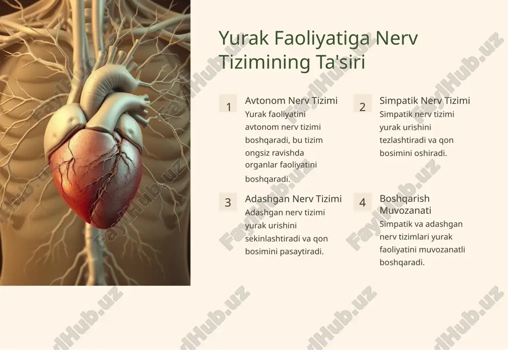 impatik tonusi oshadi. jismoniy mashqlar adashgan tonusini oshiradi, simpatik tonusini pasaytiradi. genetika adashgan va simpatik nerv tonusining nisbatini ta'sir qiladi. yurak faoliyatini boshqarish mexanizmlarining asosiy buzilishlari 1 2 3 ari timiya yurak urishining buzilishi, yurak urishining tez yoki sekinlashishi, tartibsizlik. bradikardiya yurak urishining sekinlashishi, adashgan nerv tonusining oshib ketishi bilan bog'liq. taxikardiya yurak urishining tezlashishi, simpatik nerv tonusining oshib ketishi bilan bog'liq. yurak urishining adashgan va simpatik nerv tonusi nisbatini baholovchi usullar elektrokardiogramma (ekg) yurak elektr faoliyatini o'lchaydi. holter monitor 24 soat davomida yurak faoliyatini kuzatadi. yurak urishining o'zgaruvchanligi (hrv) yurak urishining vaqt oralig'idagi farqlarni tahlil qiladi. yurak faoliyatini boshqarishda adashgan va simpatik nerv tonusi nisbatining ahamiyati umumiy sog'liq adashgan va simpatik nerv tonusining muvozanati umumiy sog'liqni saqlashga yordam beradi. sog'lom funktsiya adashgan va simpatik nerv tonusining muvozanati yurak faoliyatining normal ishlashiga imkon beradi. stressga chidamlilik adashgan va simpatik nerv tonusining muvozanati stressga chidamliligini oshiradi. xulosa va tavsiyalar yurak faoliyatini …