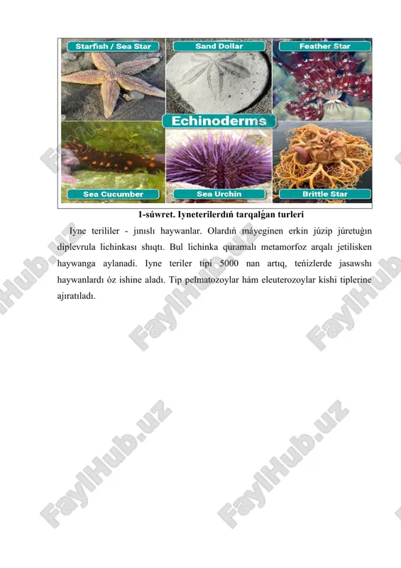iyneterileri(echinodermata) tipi - Page 2