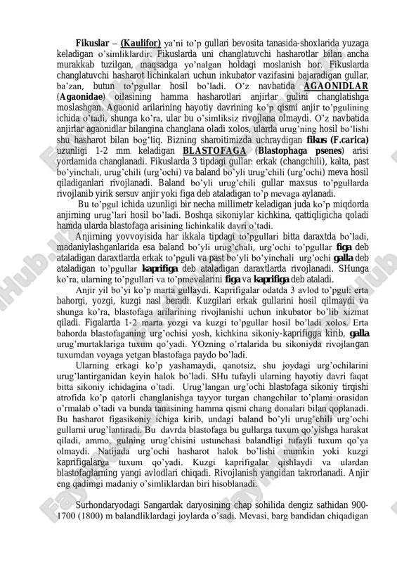 urkumi gulli o’simliklar ichida noyoblaridan hisoblanadi. bu eng qadimgi guruhlardan biri bo’lib, rivojlanishning juda ko’p tomonlarini, tana qismlarining shakli, tuzilishi, rivojlanish xarakterini, moddalarining ximiyaviy tarkibi kabilarni hozirgacha saqlab qolgan. fikuslarning eng muhimlari to’pgulining tuzilishi uni changlatuvchi hasharot bilan simbiotik munosabati hisoblanadi. fikuslar yomg’irli tropik o’rmonlarda eng ko’p tarqalgan. bu yerlarda o’sadiganlari birinchi yili epifit holda bo’lib, albatta havo ildizlarini hosil qiladi. fikuslar orasida yarim xazonrezgili va xazonrezgili daraxtlar va uncha katta bo’lmagan chirmashuvchi lianalari ham bor. fikusning ichi bo’shliqli yumaloq yoki noksimon to’pguli sikoniy ochiq tusli bo’ladi va u rezavor mevaga o’xshaydi. gullari sikoniy ichida joylashadi. sikoniyning yuzaga kelishi shoxlangan ikki jinsli to’pgulning shakl o’zgarishlaridan, shingilning asos qismining qo’shilib o’sishi natijasida dastlab so’tasimon, sharsimon va keyinchalik ularda yassilanishi ro’y bergan. undan keyin kosasimon ko’rinish va nihoyat sikoniy yuzaga kelgan deb hisoblaniladi. fikuslar – (kaulifor) ya’ni to’p gullari bevosita tanasida-shoxlarida yuzaga keladigan o’simliklardir. fikuslarda uni changlatuvchi hasharotlar bilan ancha murakkab tuzilgan, …