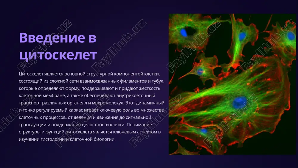 ya mitoza. 3 mikrofilamenti mikrofilamenti predstavlyayut soboy odnu iz trex osnovnix strukturnix komponentov tsitoskeleta kletki. oni predstavlyayut soboy tonkie nitevidnie strukturi, sostoyashie iz dvux spiralno zakruchennix polimernix tsepey belka aktina. mikrofilamenti otvechayut za obespechenie mexanicheskoy prochnosti kletki, uchastvuyut v kletochnoy podvijnosti, vnutrikletochnom transporte i podderjanii kletochnoy formi. aktinovie mikrofilamenti raspredeleni po vsemu ob'emu kletki, obrazuya plotnie setevie strukturi pod kletochnoy membranoy. oni sposobni k dinamicheskomu izmeneniyu svoey dlini i konfiguratsii, chto pozvolyaet kletke izmenyat formu i peredvigatsya. mikrofilamenti soedinyayutsya s drugimi komponentami tsitoskeleta, takimi kak mikrotrubochki i promejutochnie filamenti, formiruya edinuyu integrirovannuyu sistemu, otvetstvennuyu za kletochnuyu arxitekturu i funktsionalnost. 4 promejutochnie filamenti promejutochnie filamenti - eto odin iz trex osnovnix komponentov tsitoskeleta kletki, naryadu s mikrofilamentami i mikrotrubochkami. oni predstavlyayut soboy tonkie, gibkie volokna, sostoyashie iz polimerov belkov tipa keratina, vimentina, desmina i drugix. v otlichie ot mikrofilamentov i mikrotrubochek, promejutochnie filamenti ne uchastvuyut v kletochnom delenii i dvijenii, no …