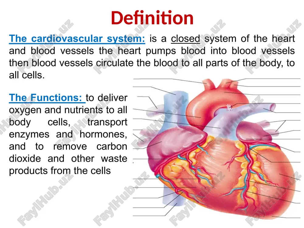 veins vessels conveying blood away from the heart include: pulmonary trunk, which splits into right and left pulmonary arteries ascending aorta (three branches) – brachiocephalic left common carotid subclavian arteries external heart: anterior view external heart: posterior view atria of the heart atria are the receiving chambers of the heart pectinate muscles mark atrial walls blood enters right atria from superior and inferior venae cavae and coronary sinus blood enters left atria from pulmonary veins ventricles of the heart ventricles are the discharging chambers of the heart papillary muscles and trabeculae carneae muscles mark ventricular walls right ventricle pumps blood into the pulmonary trunk left ventricle pumps blood into the aorta gross anatomy of heart: frontal section thickness of myocardium varies according to the function of the chamber atria are thin walled, deliver blood to adjacent ventricles ventricle walls are much thicker and stronger right ventricle supplies blood to the …