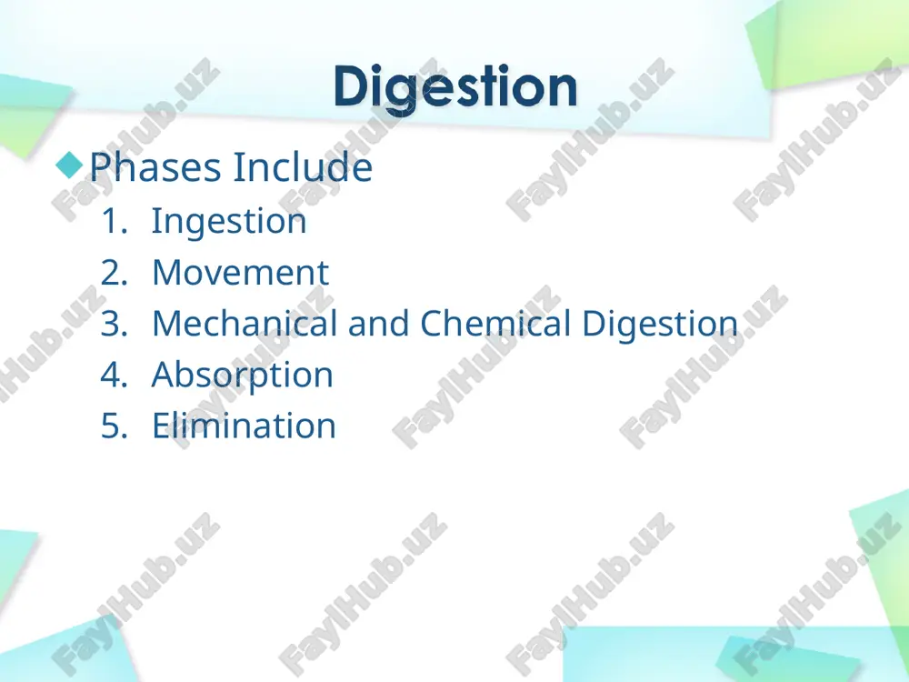 t absorb rectum (short term storage which holds feces before it is expelled). * depending on the maturity of the group, you can talk about the feces leaving via the anus. mention the appendix at the bottom of the ascending colon and that it might have been used long ago but is not today mention the portions of the large intestine, ascending, transverse, descending, sigmoid, and rectum (last one if the audience is mature enough) functions bacterial digestion ferment carbohydrates absorbs more water concentrate wastes * not part of the path of food, but play a critical role. include: liver, gall bladder, and pancreas * directly affects digestion by producing bile bile helps digest fat filters out toxins and waste including drugs and alcohol and poisons. * * livers can regenerate missing pieces if necessary. is one of the largest organs in the body. stores bile from the liver, releases …