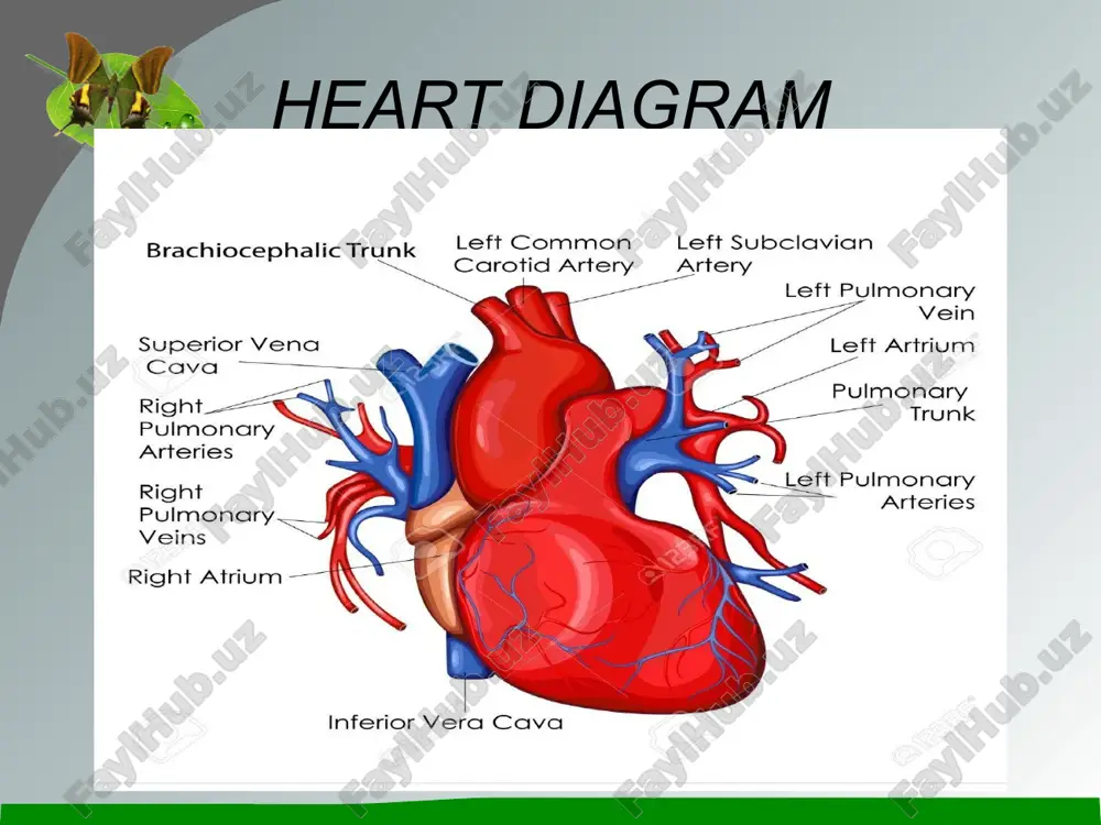 heart diagram - Page 2