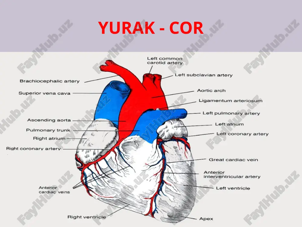 g mushak qavati, yurak qisqarishini ta’minlaydi endokard – ichki silliq qatlam, qon bilan bevosita aloqada bo‘ladi yurak fiziologiyasi yurak avtomatiyasi yurakda 4 ta klapan mavjud bo‘lib, ular qonning bir yo‘nalishda harakatlanishini ta’minlaydi: mitral klapan trikuspidal klapan aortal klapan pulmonal klapan ushbu klapanlar qonning orqaga oqishining oldini oladi va yurak faoliyatini muvozanatda ushlab turadi. yurak klapanlarining proyeksiyasi yurak toj qon tomirlari – aa. coronaria xulosa va tavsiyalar yurak qon-tomir tizimi sog‘ligimizning asosi hisoblanadi. yurakni sog‘lom saqlash uchun: to‘g‘ri ovqatlanish jismoniy faollik stressdan uzoq bo‘lish qon bosimini nazorat qilish yomon odatlardan voz kechish (chekish, alkogol) shart. kichik va katta qon aylanish doiralari ko`krak aortasi tarmoqlari aa. intercostales posteriores aa. phrenicae superiores rr. mediastinales rr. pericardiaci rr. bronchiales rr. oesophageales aorta va ko`krak aortasi tarmoqlari ko`krak aortasi tarmoqlari aa. intercostales posteriores aa. phrenicae superiores rr. mediastinales rr. pericardiaci rr. bronchiales rr. oesophageales e`tiboringiz uchun rahmat!!! image2.png image3.jpeg image4.png image5.png image6.png image7.png image8.png image9.png …