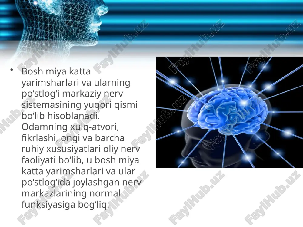 miya katta yarimsharlari po‘stlog‘ida joylashgan. bu reflekslar bola tug‘ilgan vaqtda bo‘lmaydi, ular odamning hayoti davomida hosil bo‘ladi. shartli reflekslarning nerv yo‘llari ham bola tug‘ilgan vaqtda bo‘lmay, keyinchalik tarbiya, bilim olish, hunar o‘rganish va boshqa hayotiy tajribalar asosida hosil bo‘ladi. shartli reflekslar shartsiz reflekslar asosida hosil bo‘ladi. shartli refleks hosil bo‘lishi uchun oldin shartli ta’sirlovchi, uning ketidan shartsiz ta’sirlovchi ta’sir etishi kerak. masalan, itda so‘lak ajralishiga shartli refleks hosil qilish uchun oldin shartli ta’sirlovchi sifatida elektr lampasi yoqilib yoki qo‘ng‘iroq chalinib, uning ketidan shartsiz ta’sirlovchi sifatida ovqat beriladi. bu tajriba bir necha marta takrorlanishi natijasida miyaning ovqatlanish markazi bilan ko‘rish yoki eshitish markazi o‘rtasida vaqtincha bog‘lanish hosil bo‘ladi. natijada elektr lampasi yonishi yoki qo‘ng‘iroq chalinishi bilanoq (ovqat berilmasa ham), itda so‘lak ajrala boshlaydi, ya’ni lampa yorug‘iga yoki qo‘ng‘iroq tovushiga so‘lak ajratuvchi shartli refleks hosil bo‘ladi. bunda elektr lampa yorug‘ligi bosh miya po‘stlog‘idagi ko‘rish markazini qo‘zg‘atadi. ushbu qo‘zg‘alish esa, vaqtincha bog‘lanish orqali …