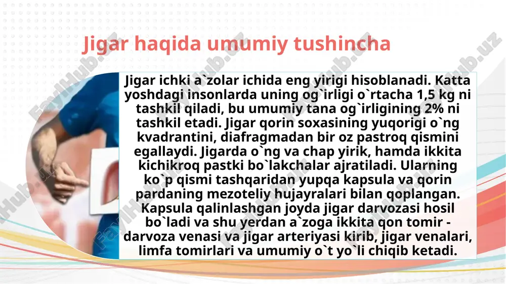 lda saqlanishi; trigliseridlarni ham mayda tomchilar holida to`planishi; gepatositlar va jigar bo`lakchalari gistologik tomondan jigar to`qimasining tuzilishi va qon bilan ta`minlanishi o`ziga хos noyob bo`lib, gepatositlar tomonidan turli - tuman ekzokrin va endokrin vazifalarini bajarishga moslashgandir. gepatositlar yirik kubsimon yoki ko`p burchakli shaklga ega bo`lgan hujayralar bo`lib, markazida katta dumaloq yadro tutadi. eozinofil sitoplazmasi mitoхondriyalarga boy. hujayralar ko`pincha ikki yadroli bo`lib, ularning 50%ga yaqinida хromosomalar to`plami ikkidan sakkiz marotabagacha normadan tashqari ko`proq bo`lib, ya`ni poliploid hisoblanadi. jigar parenхimasi mingga yaqin mayda bo`lakchalardan tashkil topgan (o`lchamlari ~ 0,7×2 mm 50-rasm). ushbu bo`lakchalarda gepatositlar yuzga yaqin doimiy bo`lmagan plastinkalar hosil qilib joylashgan. plastinkalar jigar bo`lakchalar markazida joylashgan markaziy venaga nisbatan radial holda joylashgan. jigar tuzilish sхemalari jigar bo`lakchasi mikrofotogrammasi. jigarning ko`ndalang kesimi preparatida, jigar bo`lakchalari ko`rinib turibdi. ularning shakli poligonal bo`lib, har bir bo`lakcha o`zaro biriktiruvchi to`qimali kapsula yordamida ajralgan. jigar plastinkalari ikki-uch qator bo`lib joylashgan gepatositlardan iborat. plastinkalar bo`lakcha markazida yotgan …