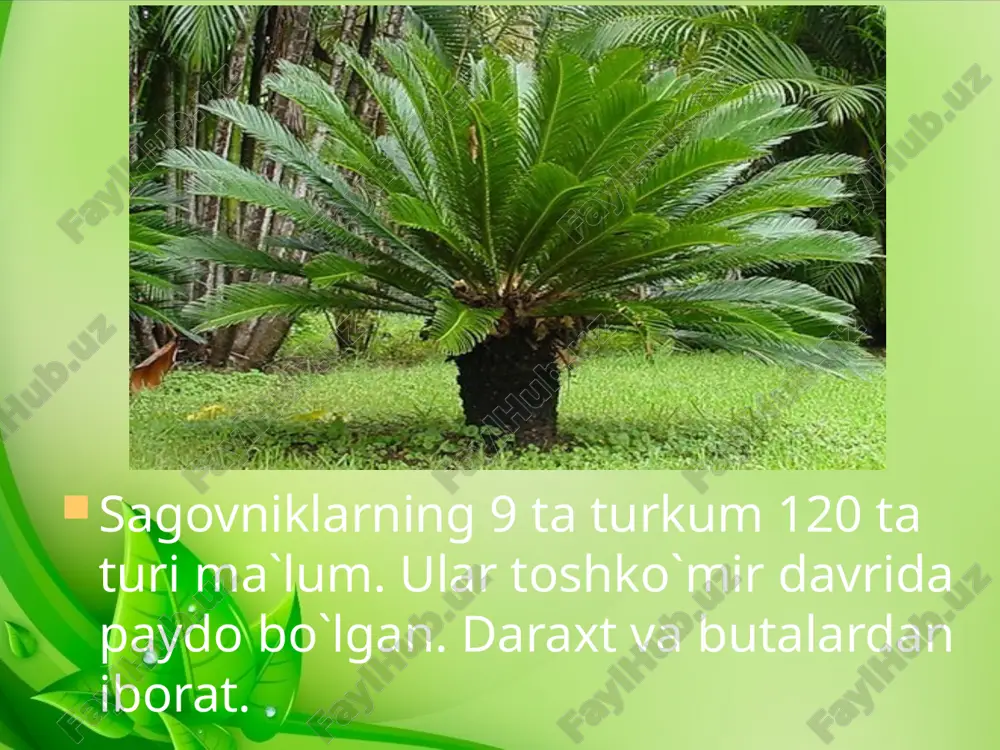 ochiq urug‘lilar bo‘limi - Page 2