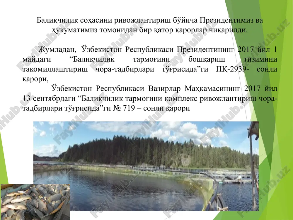 либ, 5200 тонна балиқ етиштирилди. албатта бу ўринда вьетнам тажрибаларига катта эътибор қаратилди. 2016 йилда сув омборларида 82 та садок усулида балиқ етиштириш мосламалари ўрнатилган бўлса, 2017 йилда янгидан 2500 та садок ўрнатилиб, уларнинг сони 2582 тага етади. бунинг учун 2017 йилда эса 264 та лойиҳа амалга оширилиши ва 5810 тонна балиқ етиштирилиши режалаштирилган. балиқ чавоқларини етиштириб берувчи хўжалик ва корхоналар сони ҳам йилдан-йилга ўсмоқда. бундай корхоналар қаторида қувасойдаги «омад», бағдоддаги «шўртепа ойдин кўли», бувайдадаги «ёқуб али» фермер хўжаликлари, фарғонадаги «булоқ» ас ва бешариқдаги «саховатли уммон неъмати», «балиқ» мчжларни тилга олиш мумкин. 2017 йилда яна қўшимча 10 миллион дона балиқ чавоқлари етиштириладиган янги цех ўрнатилади. садок усулида балиқлар қандай парваришланади? садок мосламасини тайёрлаш вилоятимизнинг ўзида тайёрланмоқда. садокларнинг ўлчами 6x6 (36м2), ҳар бир садокга 250 кг. карпсимон (сазан) балиқ чавоғи ўстириш учун (1000 дона, ҳар бири 250 граммдан) ташланади. 1 кг. карпсимон (сазан) чавоғининг нархи «бешариқбалиқ» корхонасида 12,0 минг сўм. 250 …