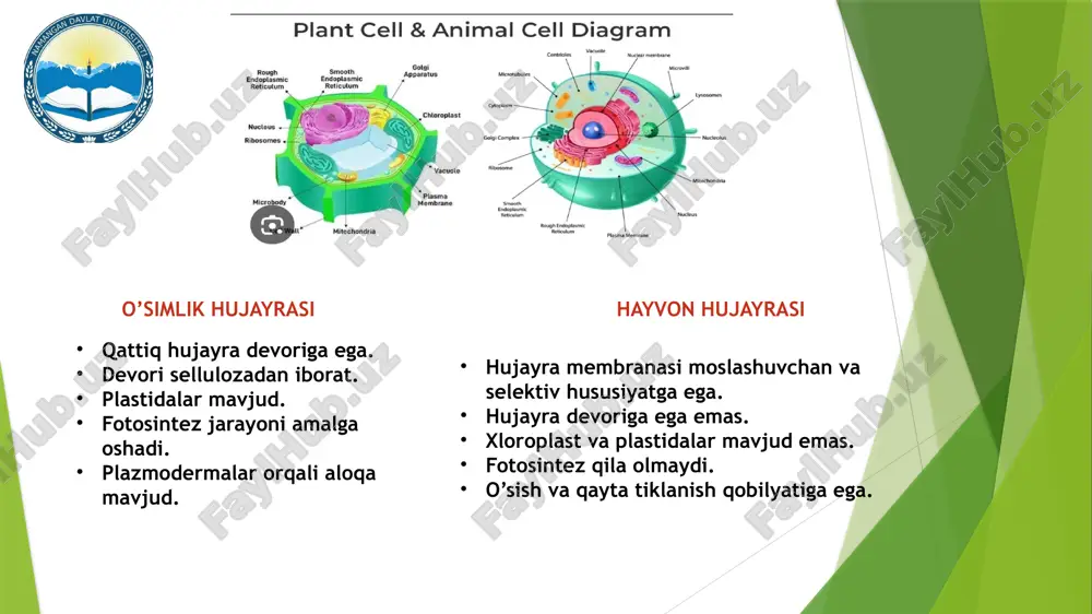 arakat-tayanch sistemasi hisoblanadigan sitoskeletni hosil qiladi. hayvon hujayralari sitoplazmasi organoidlari kam boʻlgan, plazmatik membranaga yaqin tashqi qismini ektoplazma, ichki, yadroga yaqin joylashgan organoidlarga boy qismini endoplazma deyiladi. oʻsimlik hujayralari sitoplazmasi hayvon hujayralaridan maxsus organoidlar — plastidalar va yirik vakuolalarning boʻlishi bilan farq qiladi. sitoplazma vakuolalar (frans. vakuole, lotincha: vacuus — boʻsh) — oʻsimlik va hayvonlar hujayrasida ichi suyuqlik bilan toʻlgan, sitoplazmadan membrana bilan ajralib turadigan boʻshliq. bir hujayralilarda ferment bilan toʻlgan hazm qilish vakuolalari, osmoregulyatsiya va ayirish funksiyasini bajaruvchi, qisqaruvchi vakuolalar, koʻp hujayrali hayvonlar hujayrasida esa ikkilamchi lizosomalar guruhiga mansub va oʻzida gidrolitik ferment saqlovchi, hazm qiluvchi va avtofaglovchi vakuolalar boʻladi. это изображение, автор: неизвестный автор, лицензия: cc by-sa .o’simlik barglarida va bir yillik novdalarida bo’ladi. .fotosintez jarayoni amalga oshiriladi. .atf ham sintezlanadi.. .har xil rangga ega plastidalar. .ular gular va mevalarga rang beruvchikaratinoidlardan iborat .rangsiz bo’ladi. .poya ,ildiz, tugunaklarda bo’ladi. .oqsil va moylar ham to’planadi. mitoxondriya (yun. mitos – …
