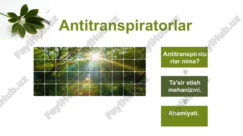 ni oladi. antitranspiratorlar pinolene slikon asosli antitranspiratorlar kaolin tuproq moddalari quyoshdan himoya qatlami hosil qiladi va qizib ketishdan saqlaydi. mum moddalar tabiiy va suniy mum moddalar barg yuzasiga surtiladi va taranspiratsiya kamayadi. lateks asosli antitranspiratorlar barg yuzasida yupqa plyonka hosil qiladi va transpiratsiyani kamaytiradi. suratdagi xona o'simligi ustida mavzuga oid tajriba otkazmoqchi bolib ,tabiiy transpiratsiya jarayonini aniqlash uchun unga salafan yopib issiq sharoitga qoydim.yuqoridagi suratda quruq salofan massi turibdi. o'simlikni bu holati issiq sharoitga qoyilgan vaqti .osimlik 25.11.24 kuni soat 13:30 da tajribaboshlandgandagi holati. bu holati esa 26.11.24 kun soat 14:00 dagi.salofan ichki yuzasida suv tomchilari korinib turibdi.yuqoridagi suratda transpiratsiyadan song salafan massi korinib turibdi. transpiratsiya miqdorini aniqlaymiz 3,2-0,8=2,4 g .24,5 soatda buglangan suv miqdori. bu mavzu amaliy bajarish mumkin bolgan topshiriq edi.ammo topshiriqni samarali amalga oshiriladigan vaqtni boy berdim.hozir qish mavsumida tabiiy transpiratsiya jarayoni deyarli toxtagan.antitranspiratorlar qollash esa natija bermaydi. thank you for watching image1.jpeg image2.jpeg image3.jpeg image4.jpeg image5.jpeg …